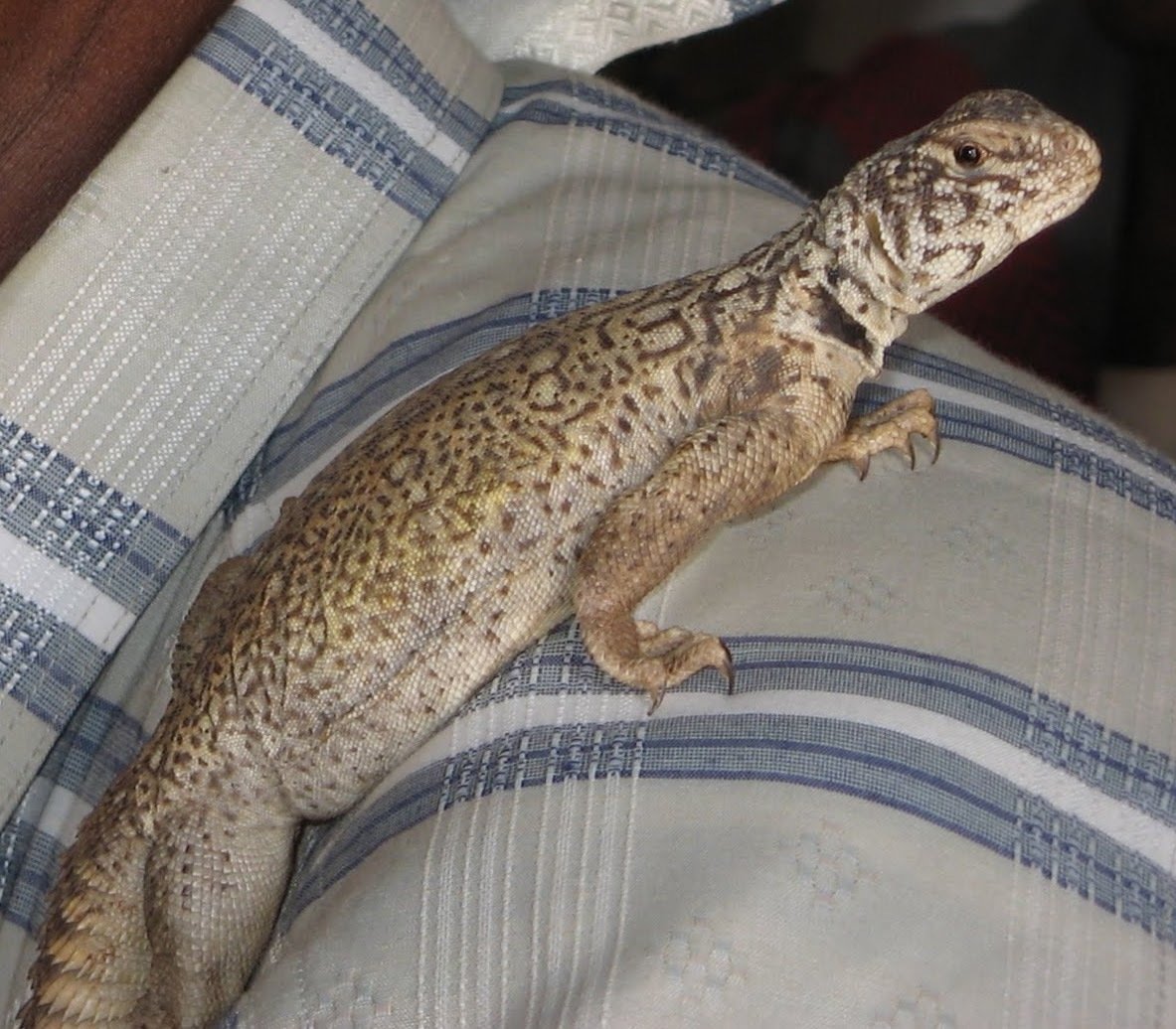 Benti Uromastyx (Uromastyx benti), typisches Aussehen der Art