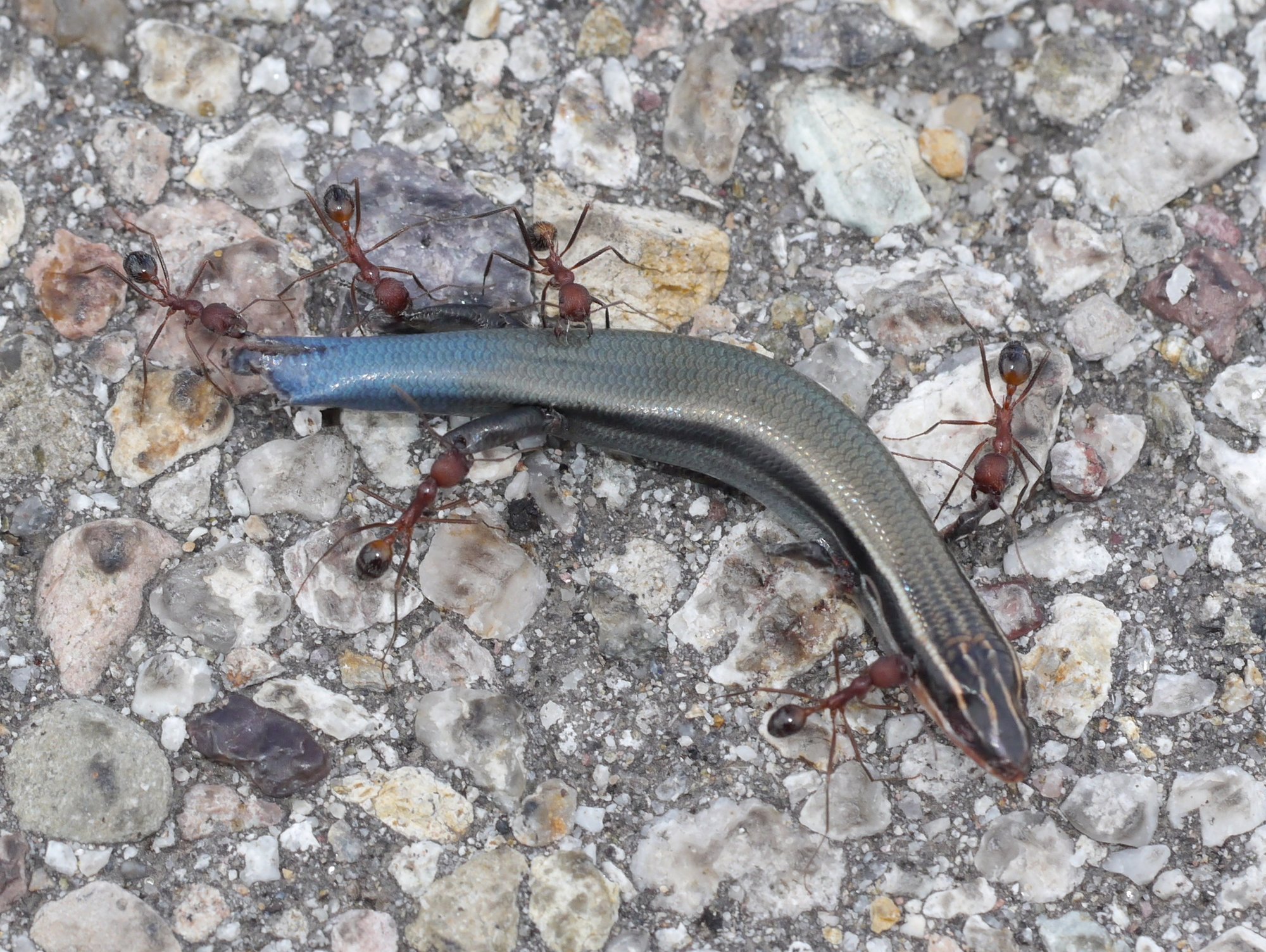 Berg-Skink (Plestiodon callicephalus), typisches Aussehen der Art