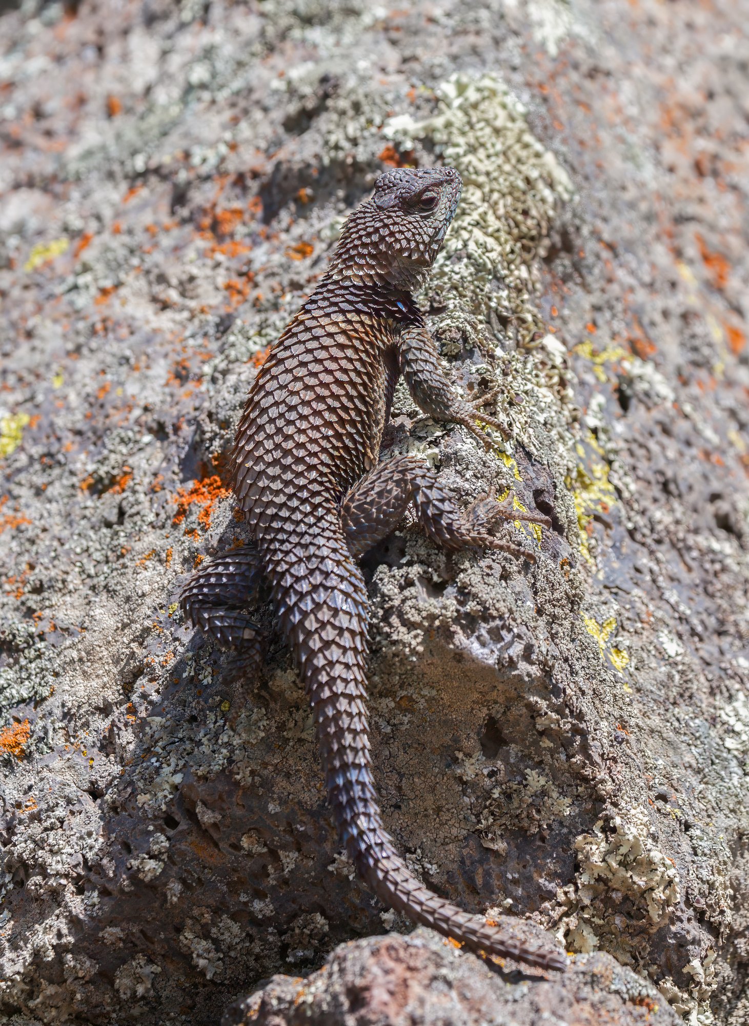 Bergstachelleguan (Sceloporus mucronatus), typisches Aussehen der Art