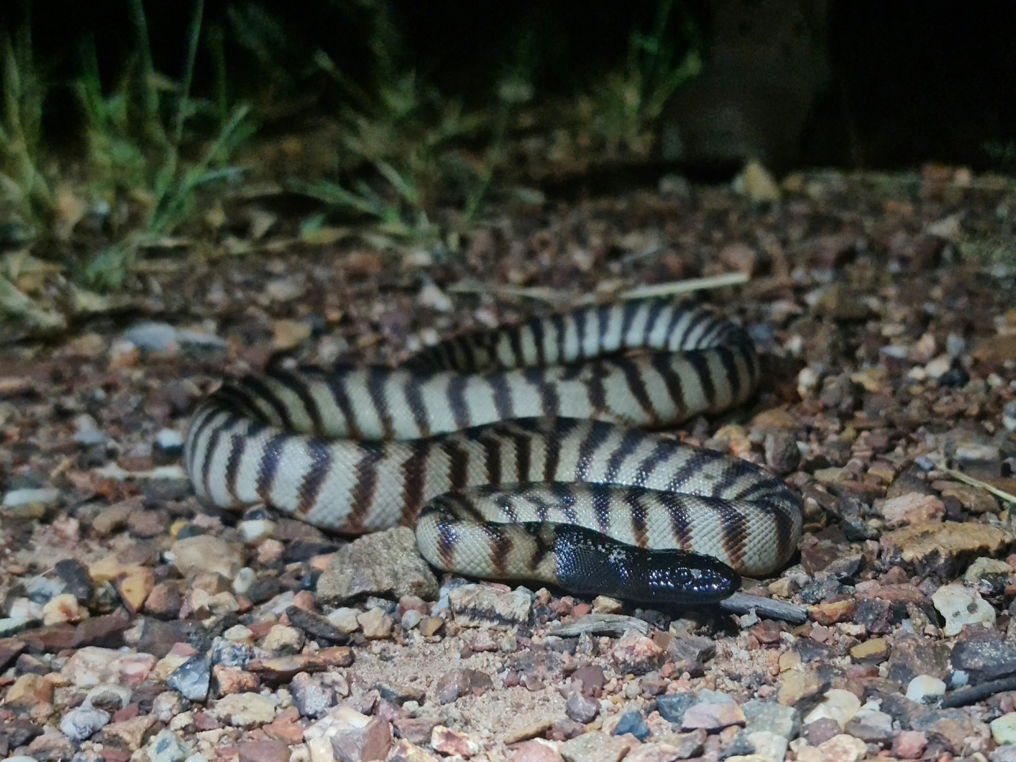 Black-headed Python (Aspidites melanocephalus), typisches Aussehen der Art