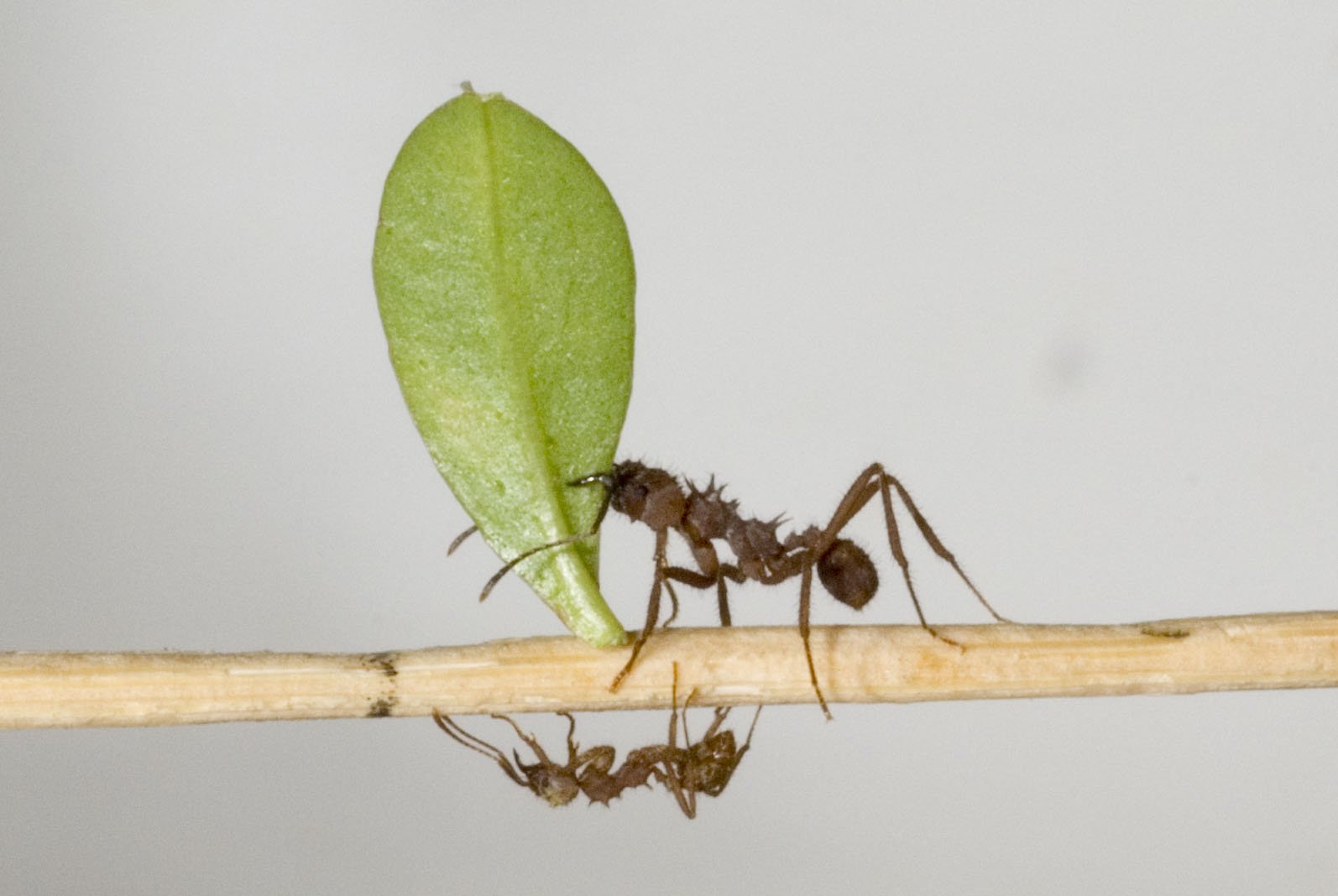 Blattschneiderameise (Acromyrmex octospinosus), typisches Aussehen der Art
