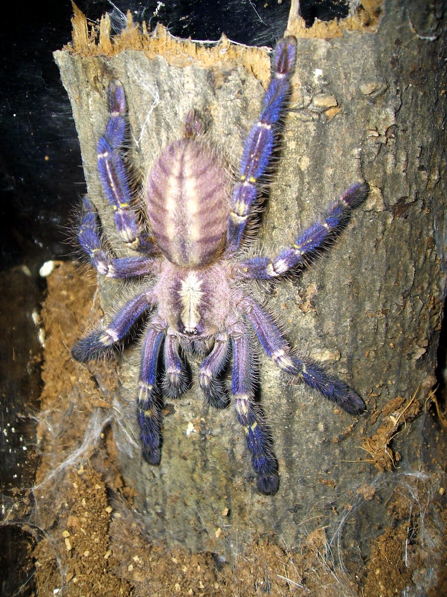 Blaue Ornament-Vogelspinne (Poecilotheria metallica), typisches Aussehen der Art