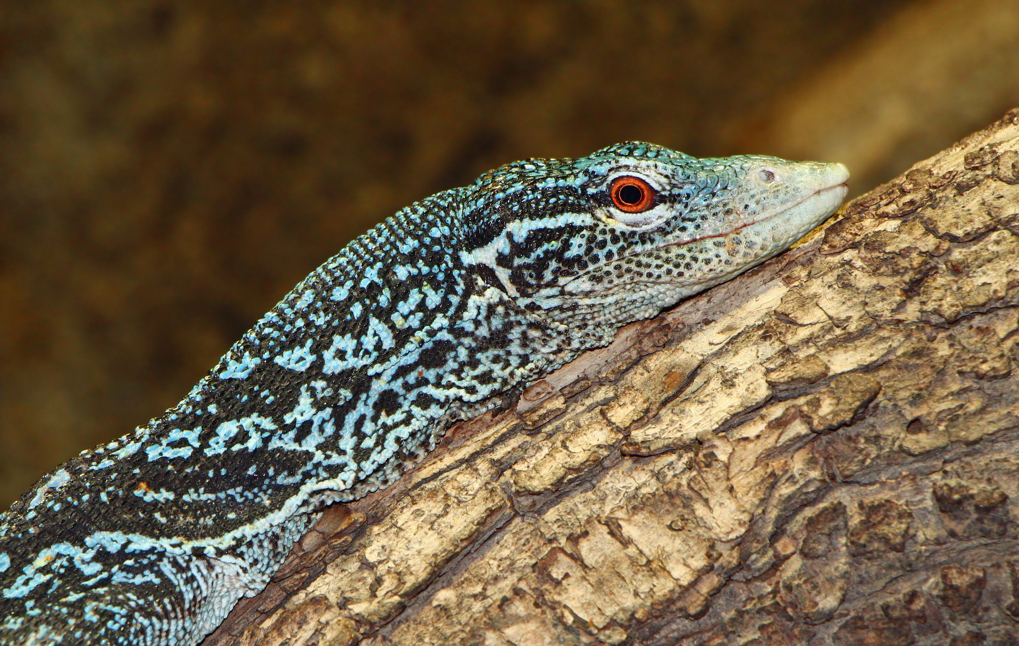Blauer Baumwaran (Varanus macraei), typisches Aussehen der Art