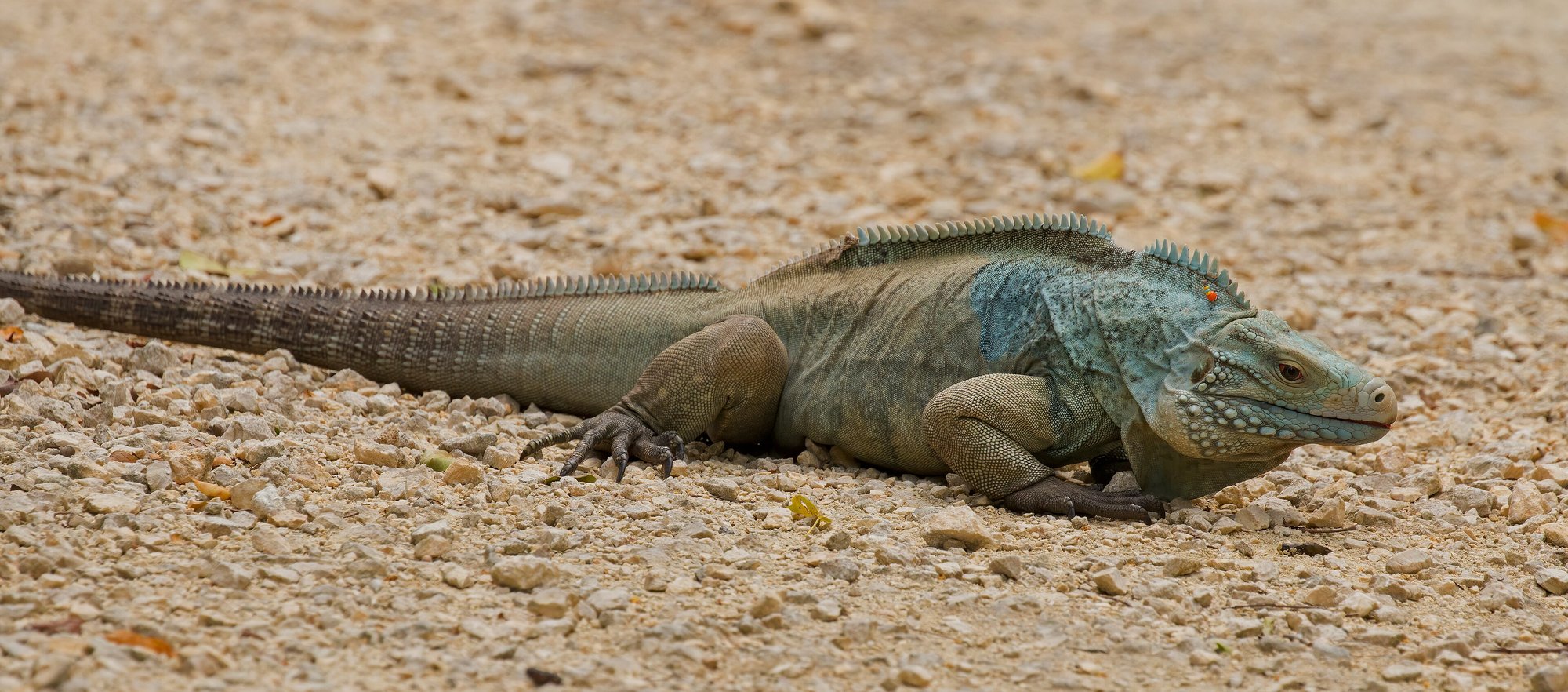 Blauer Felsenleguan (Cyclura lewisi), typisches Aussehen der Art