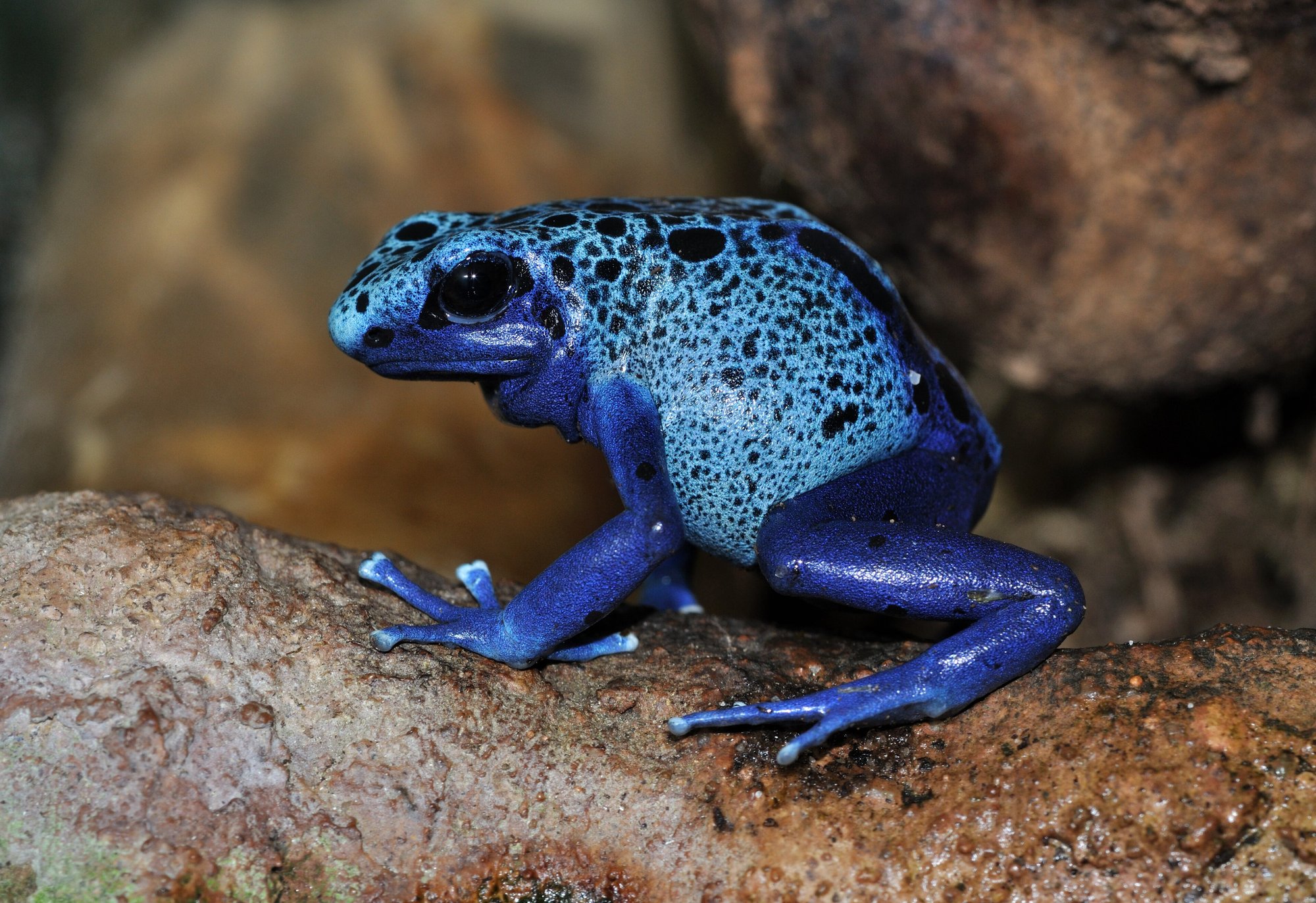 Blauer Pfeilgiftfrosch (Dendrobates azureus), typisches Aussehen der Art