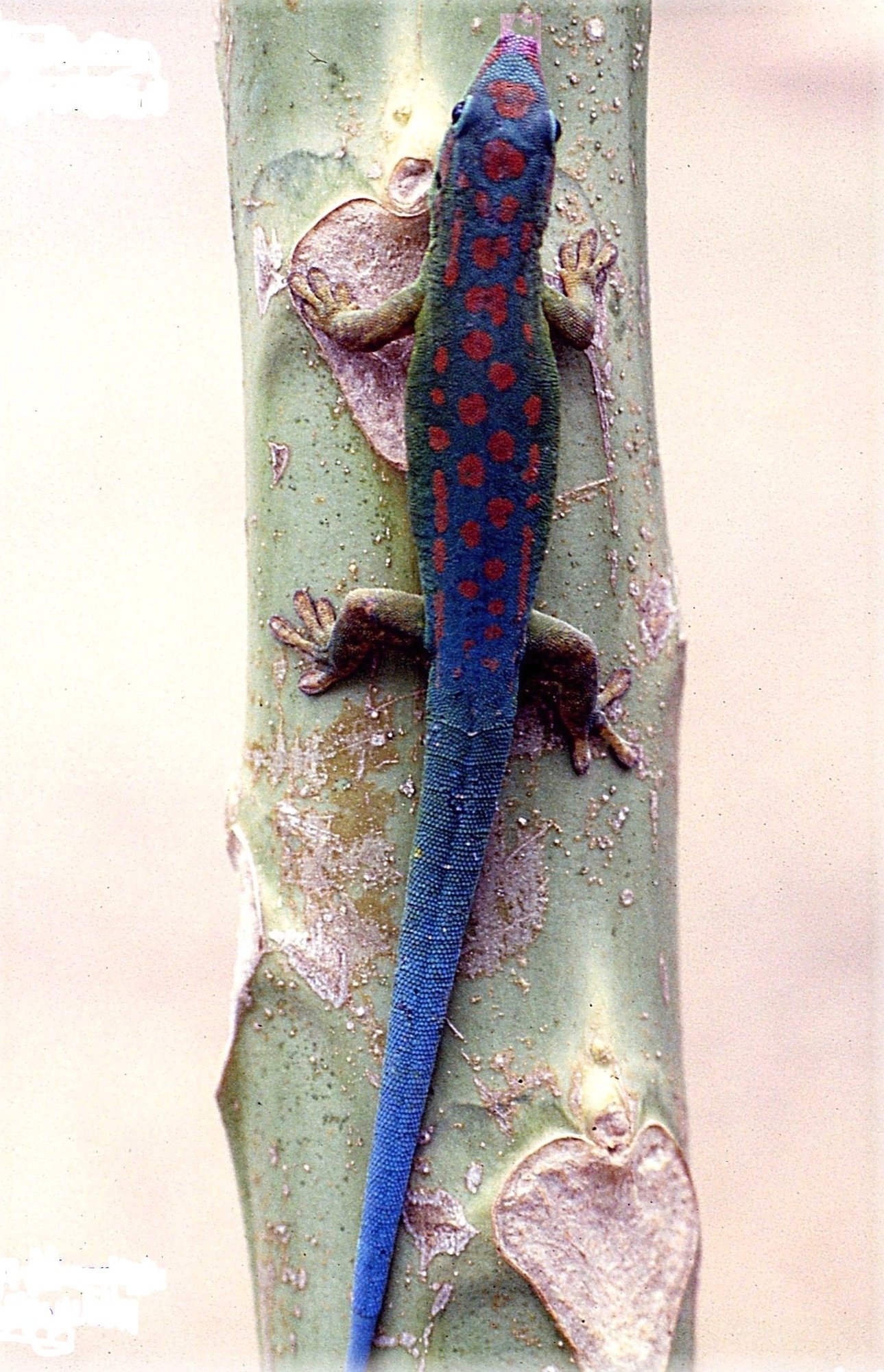 Blauer Taggecko (Phelsuma cepediana), typisches Aussehen der Art