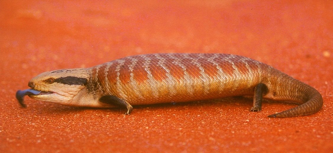 Blaukehlskink (Tiliqua multifasciata), typisches Aussehen der Art