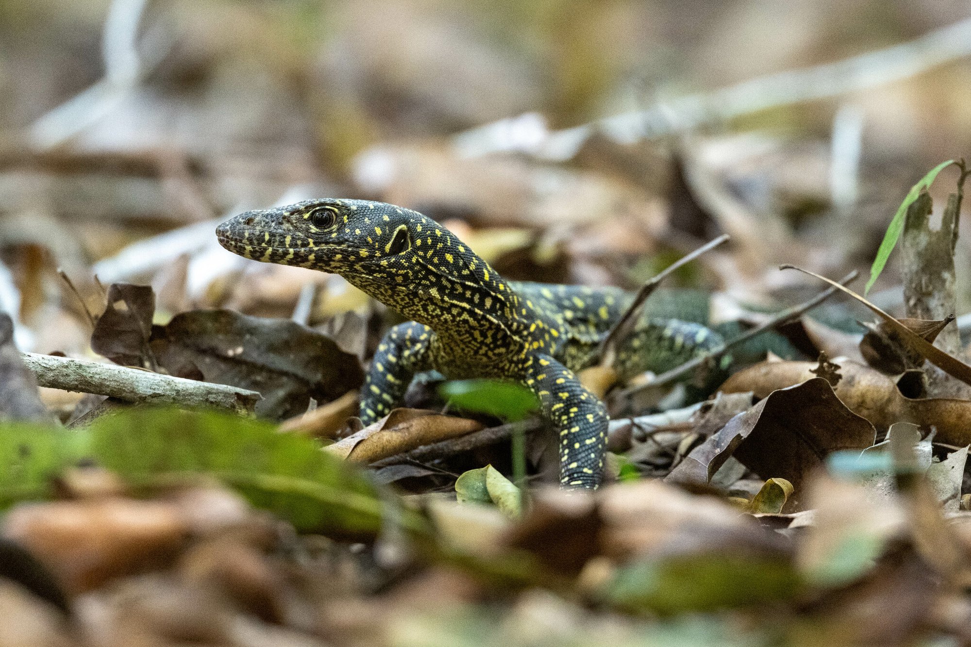 Blauschwanz-Mangrove (Varanus doreanus), typisches Aussehen der Art