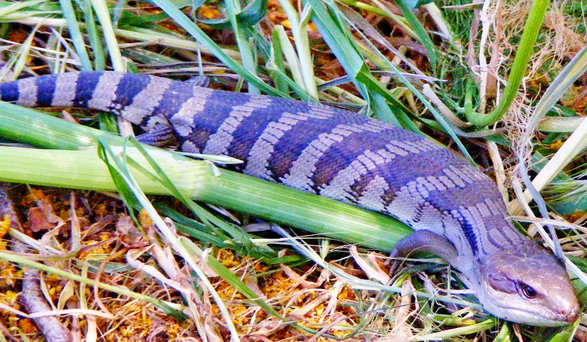Blauzungenskink (Tiliqua scincoides), typisches Aussehen der Art