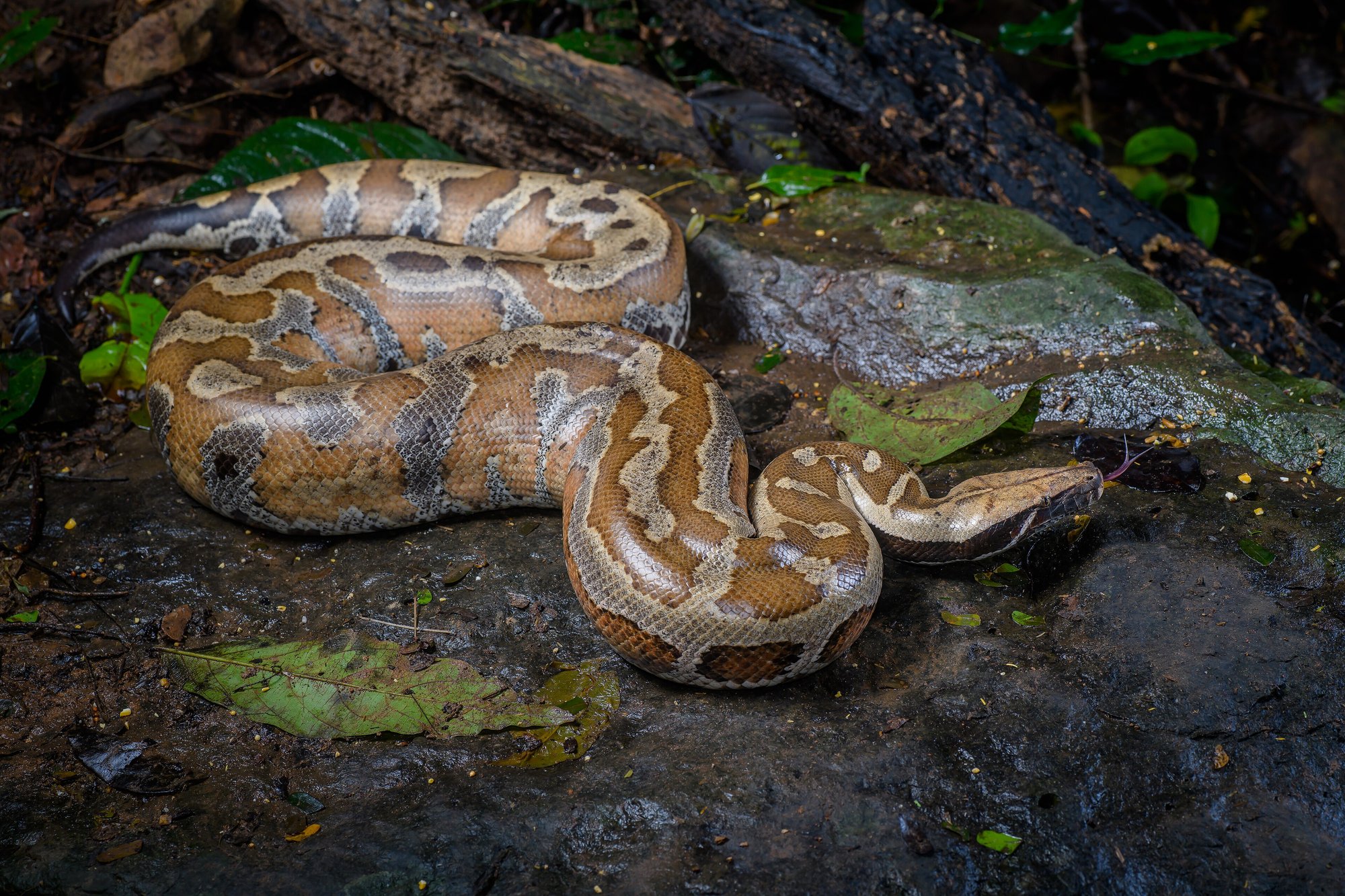 Blutpython – Rot (Python brongersmai), typisches Aussehen der Art