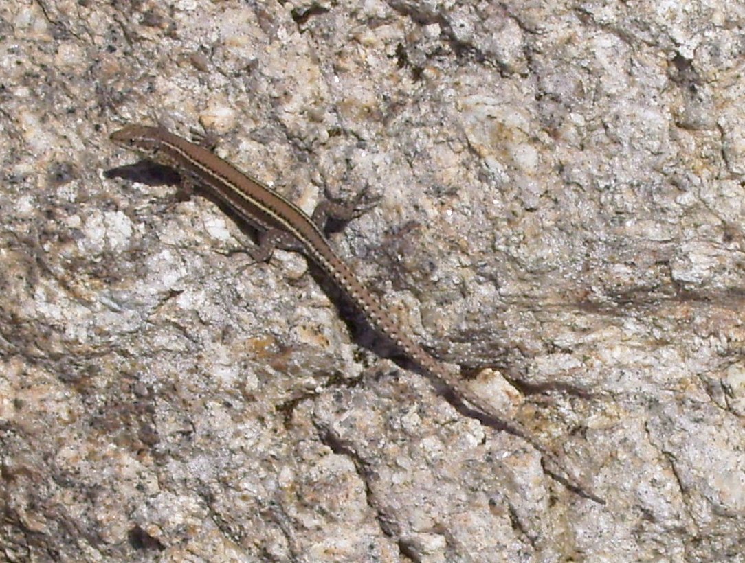 Bocages Mauereidechse (Podarcis bocagei), typisches Aussehen der Art