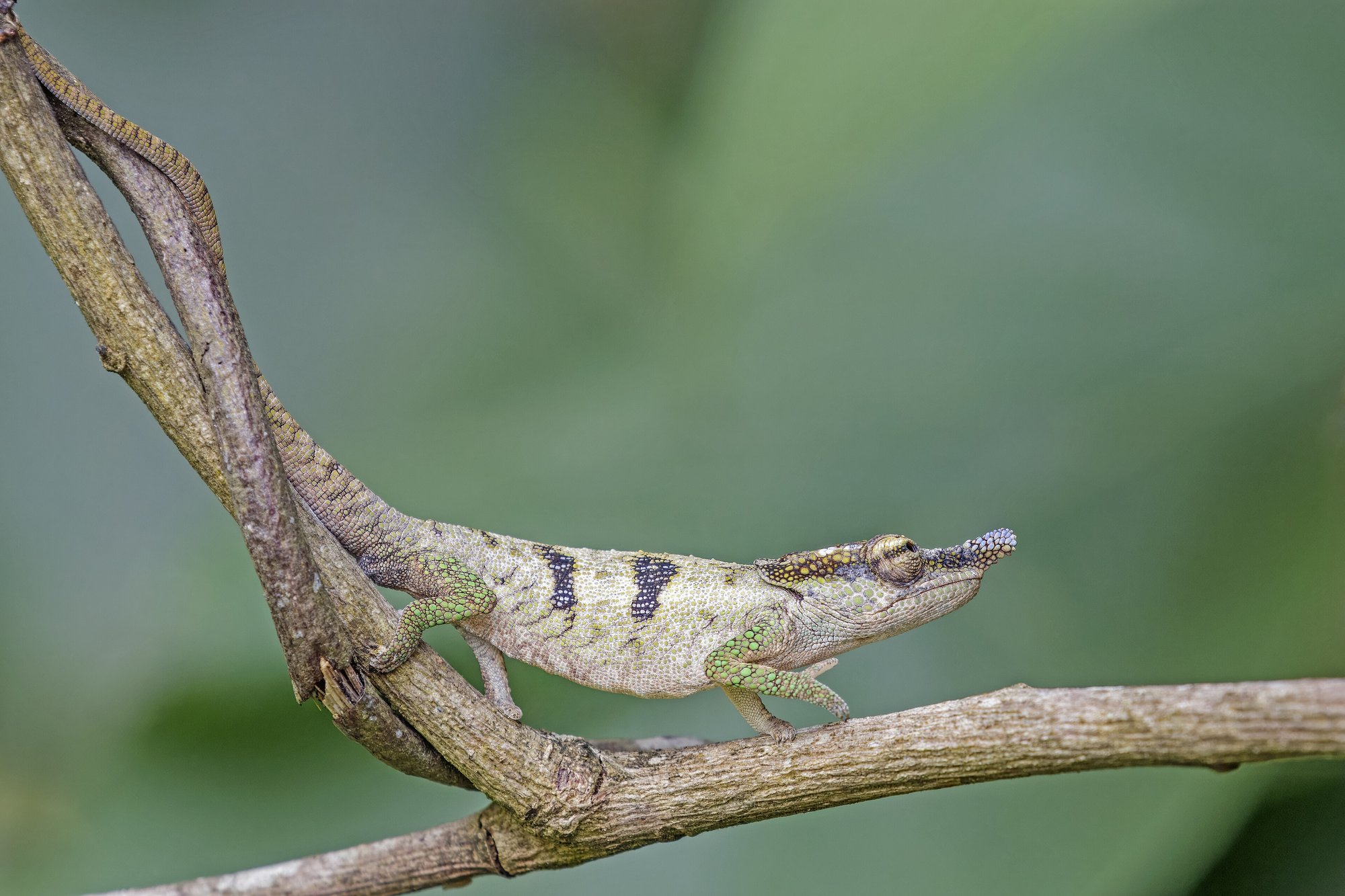 Boettgers Chamäleon (Calumma boettgeri), typisches Aussehen der Art
