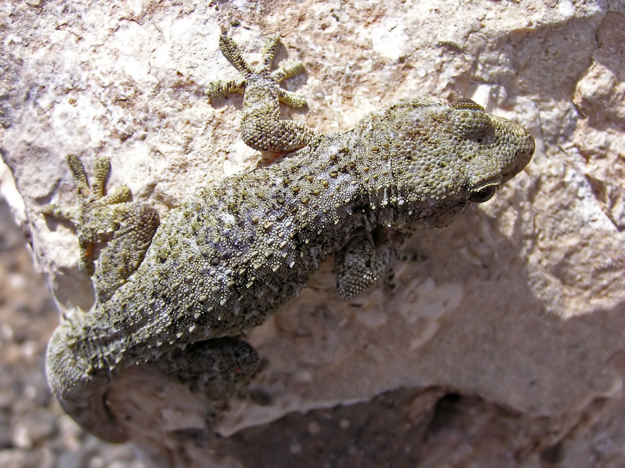 Böttgers Kanarengecko (Tarentola boettgeri), typisches Aussehen der Art