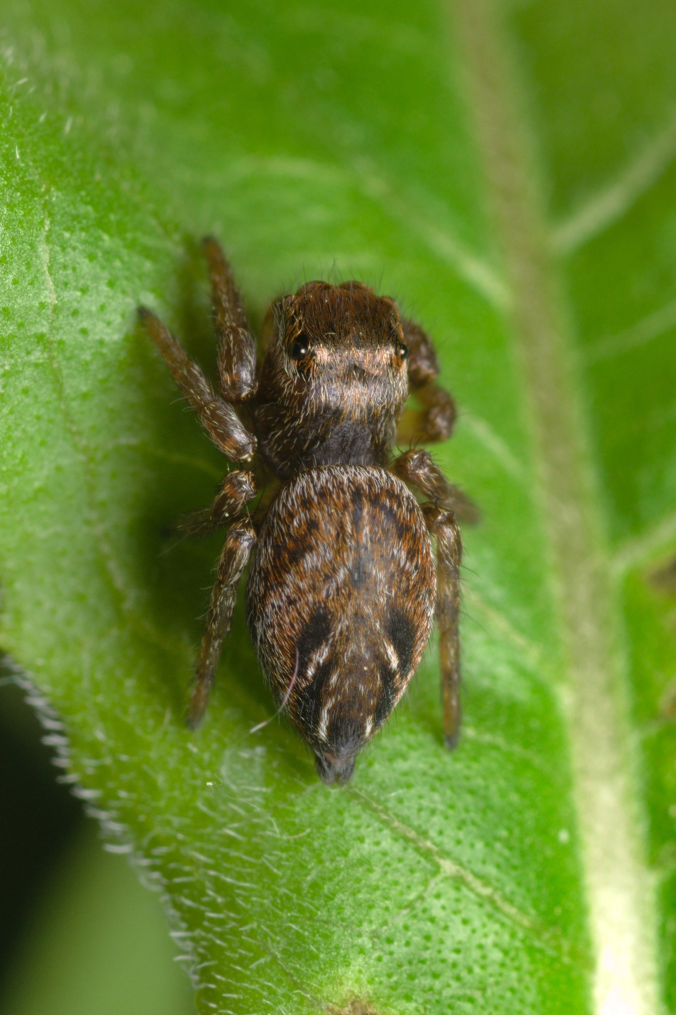 Bogen-Springspinne (Evarcha arcuata), typisches Aussehen der Art