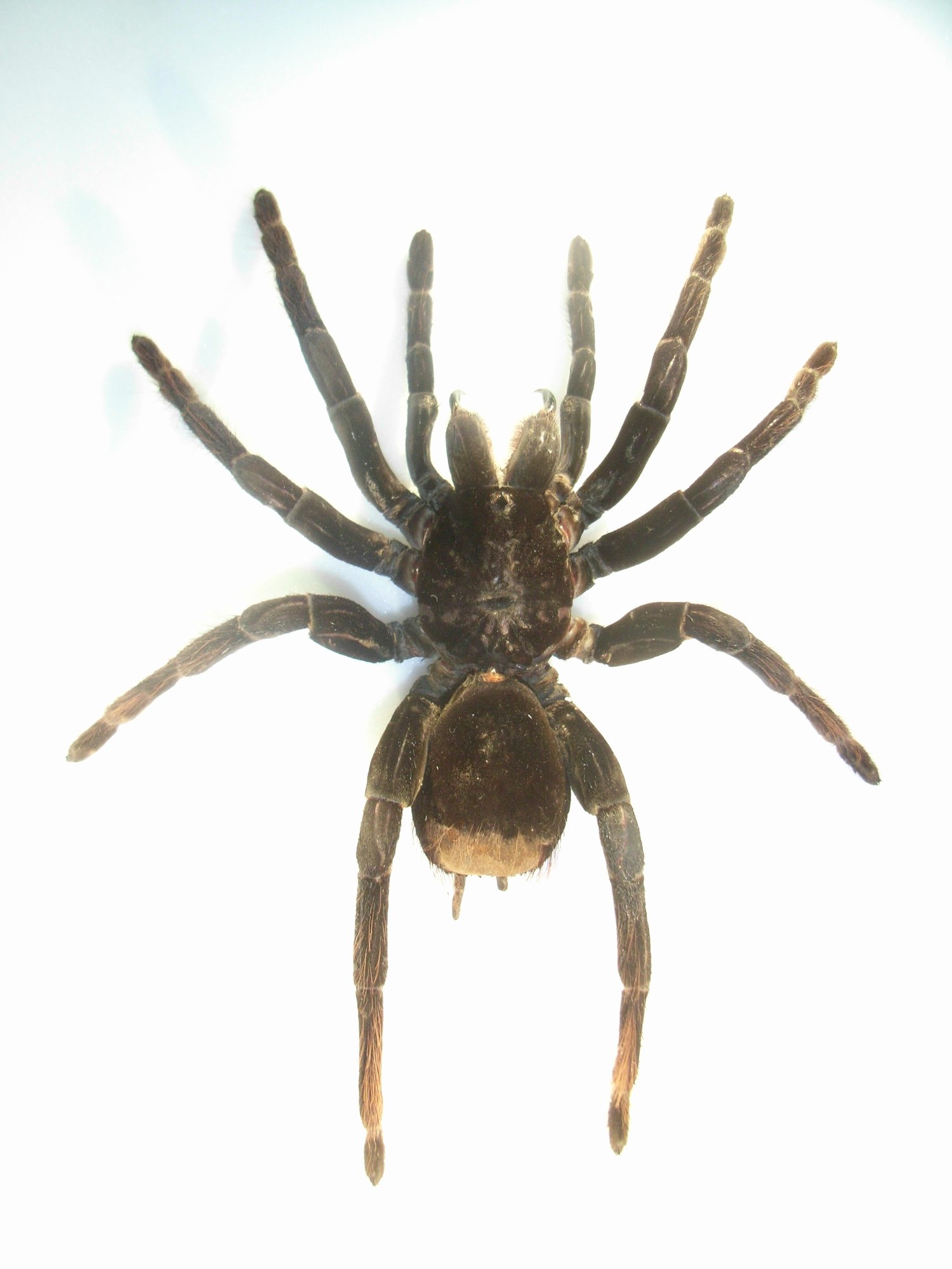 Bolivianische Blaubein-Vogelspinne (Pamphobeteus antinous), typisches Aussehen der Art