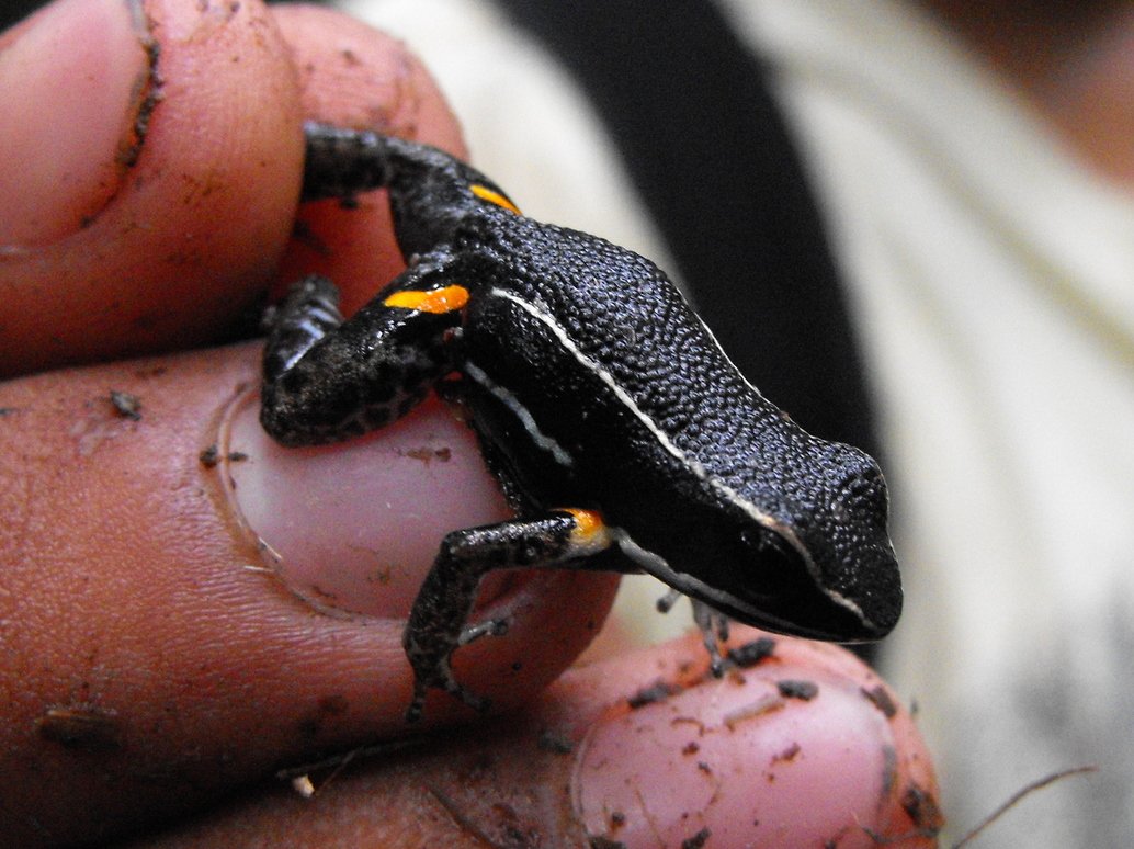 Bolivianischer Baumsteiger (Ameerega picta), typisches Aussehen der Art