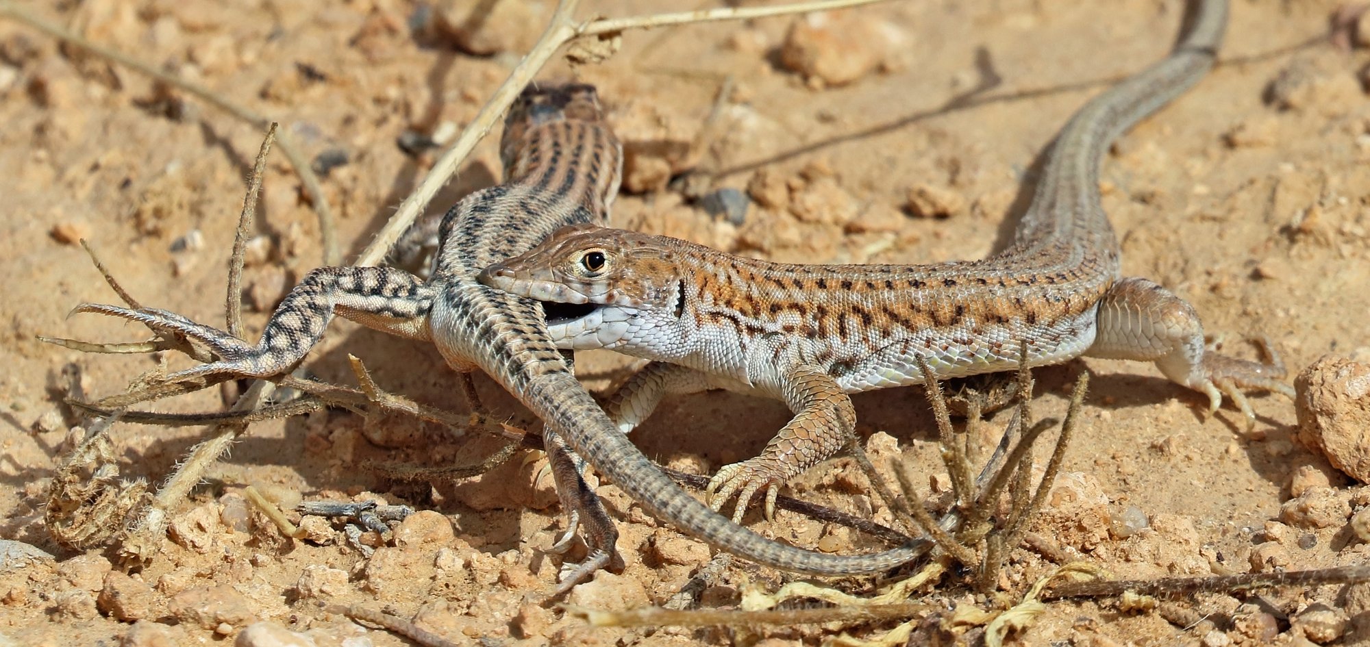 Bosk-Fransenfingereidechse (Acanthodactylus boskianus), typisches Aussehen der Art