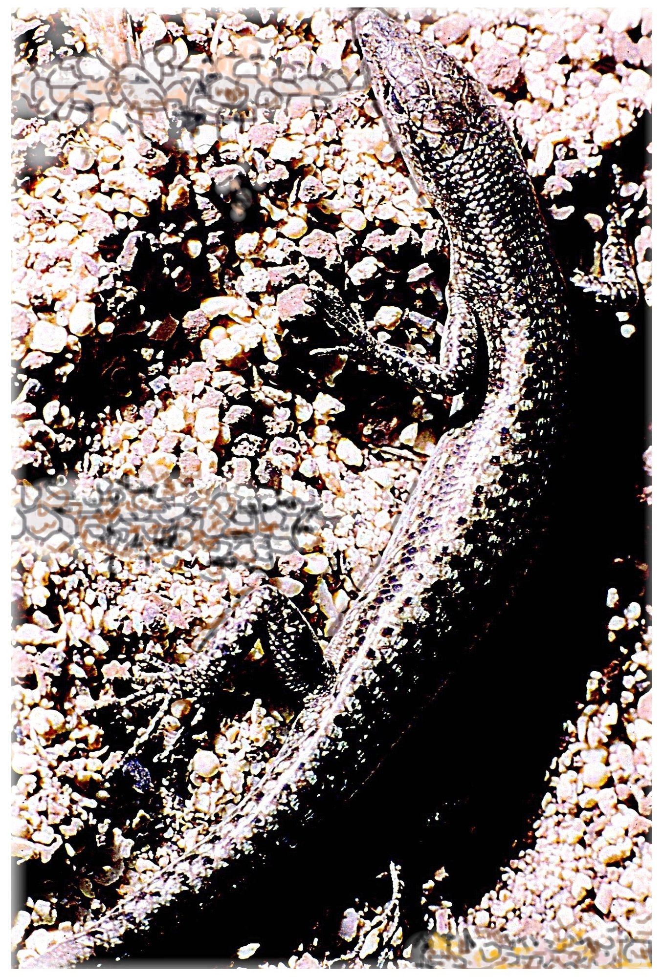 Bouton-Skink (Cryptoblepharus boutonii), typisches Aussehen der Art