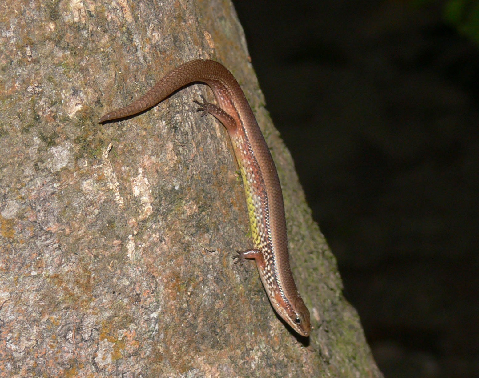 Bowrings Schlangenskink (Lygosoma bowringii), typisches Aussehen der Art