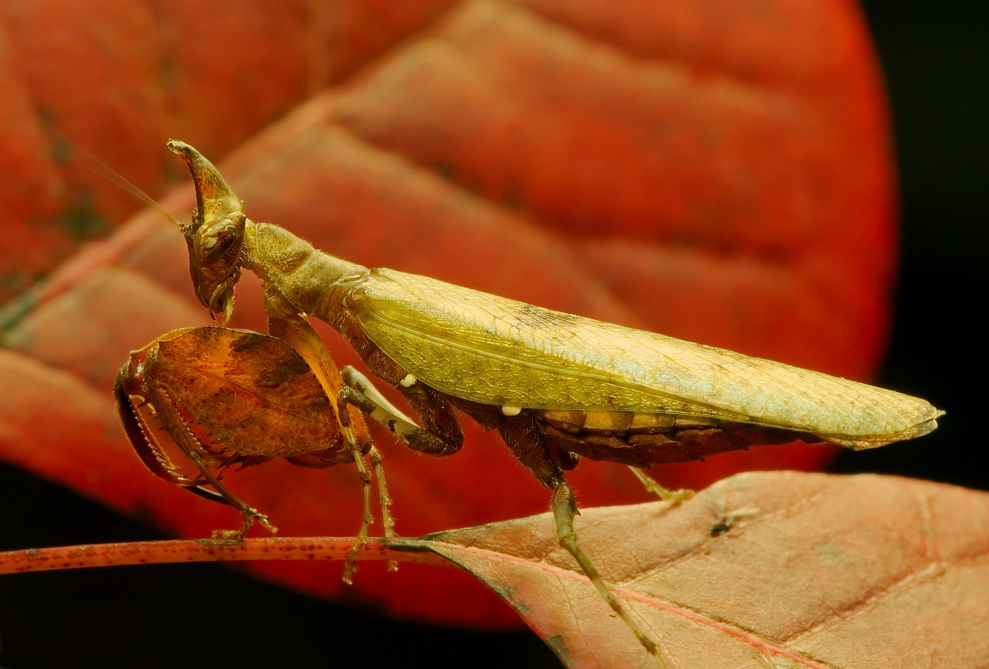 Boxermantis (Hestiasula brunneriana), typisches Aussehen der Art