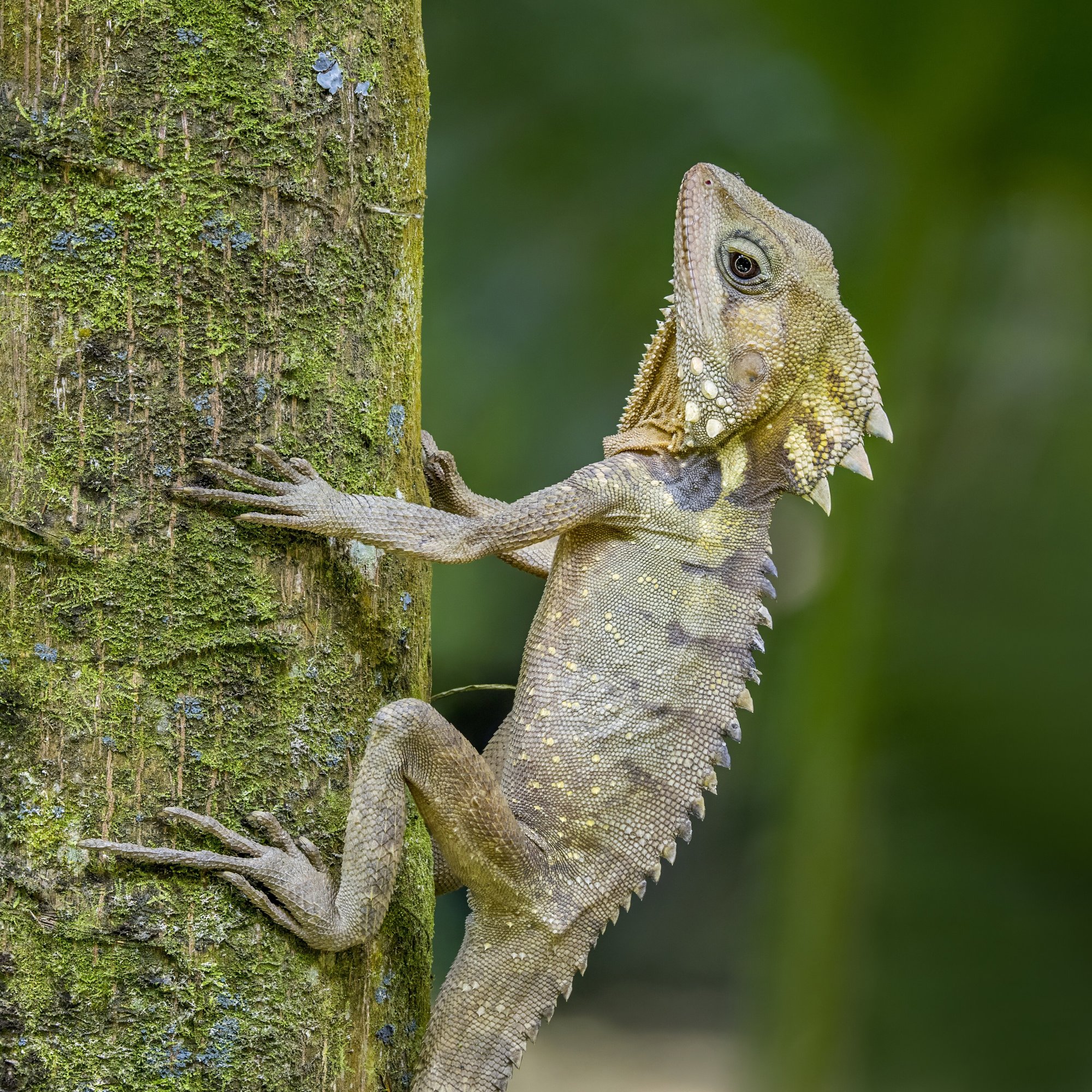 Boyds Waldagame (Lophosaurus boydii), typisches Aussehen der Art