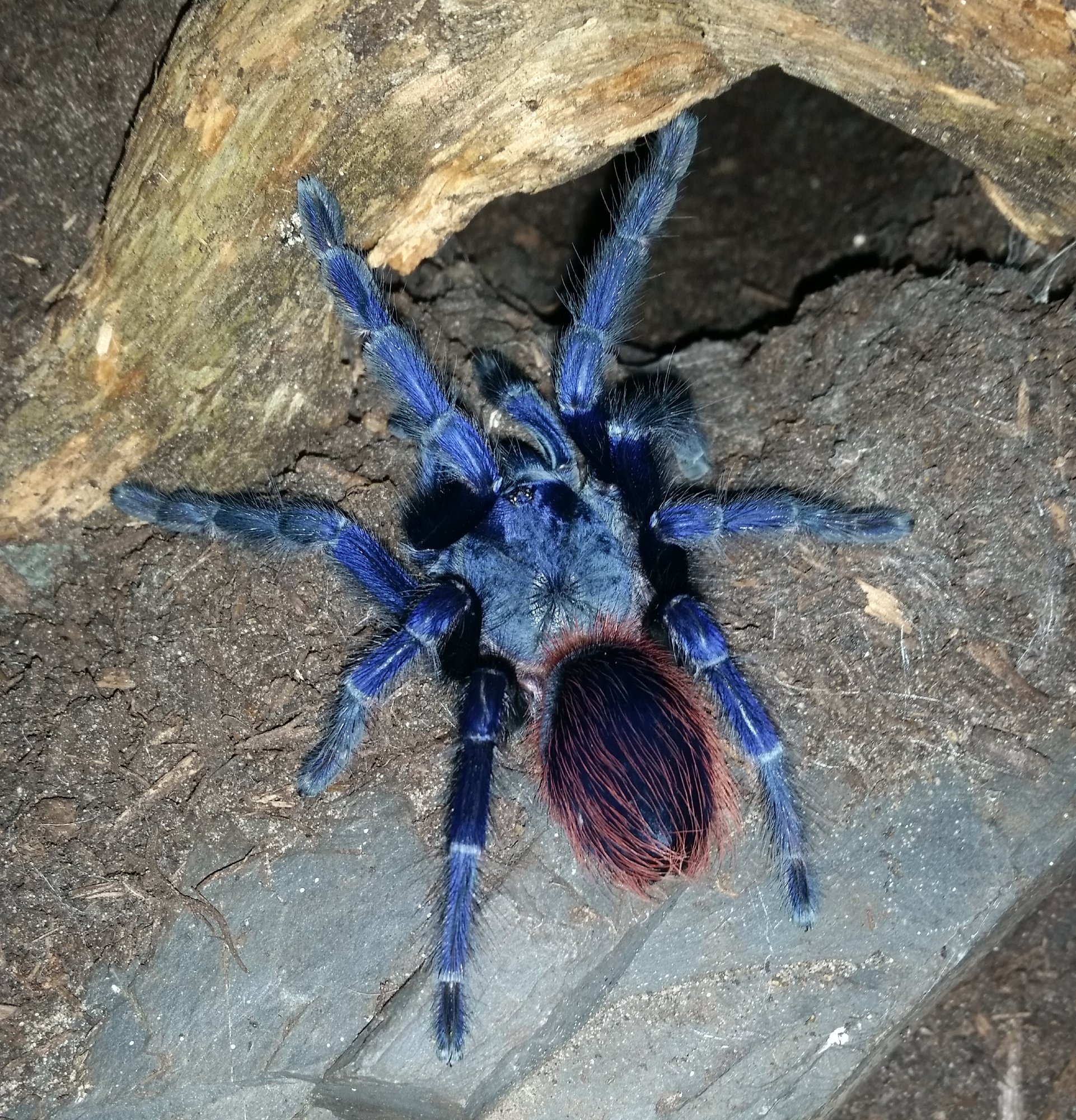 Brasilianische Blaue Zwergvogelspinne (Pterinopelma sazimai), typisches Aussehen der Art