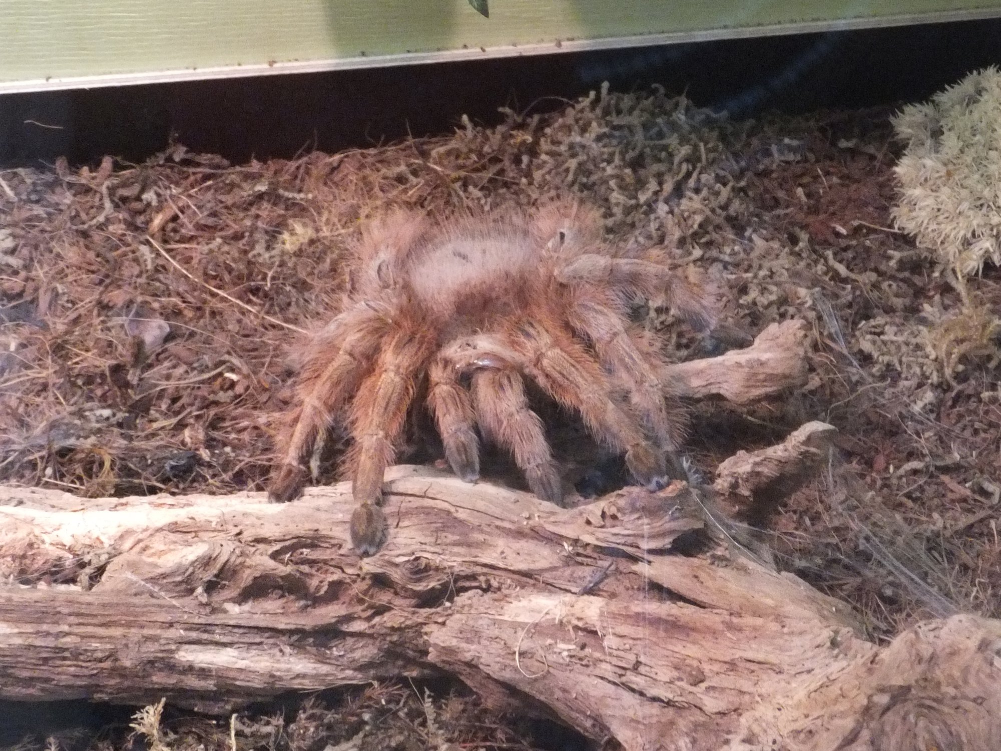 Brasilianische Riesen-Blondvogelspinne (Nhandu tripepii), typisches Aussehen der Art