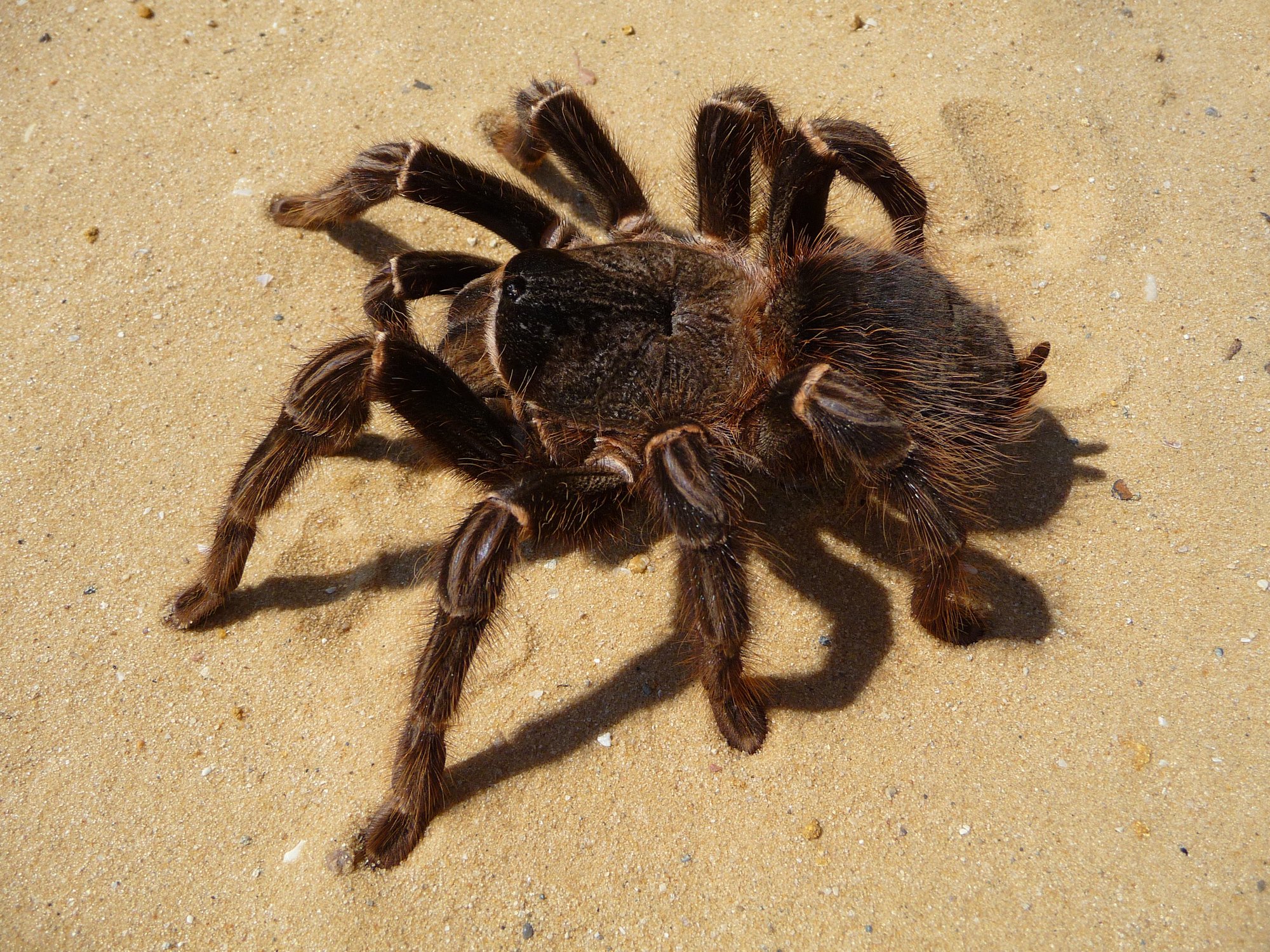 Brasilianische Riesenvogelspinne (Lasiodora parahybana), typisches Aussehen der Art