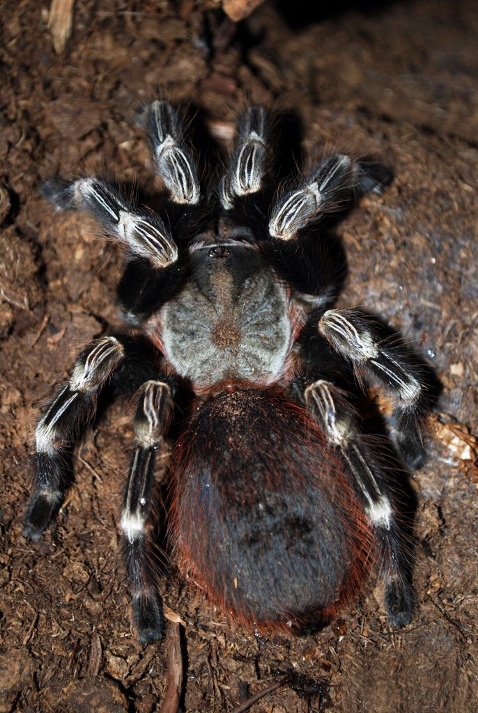 Brasilianische Rotweiß-Vogelspinne (Nhandu chromatus), typisches Aussehen der Art