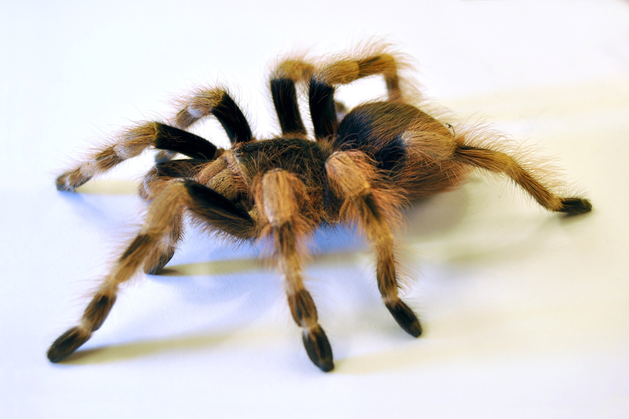 Brasilianische Rotweiß-Vogelspinne (Nhandu coloratovillosus), typisches Aussehen der Art