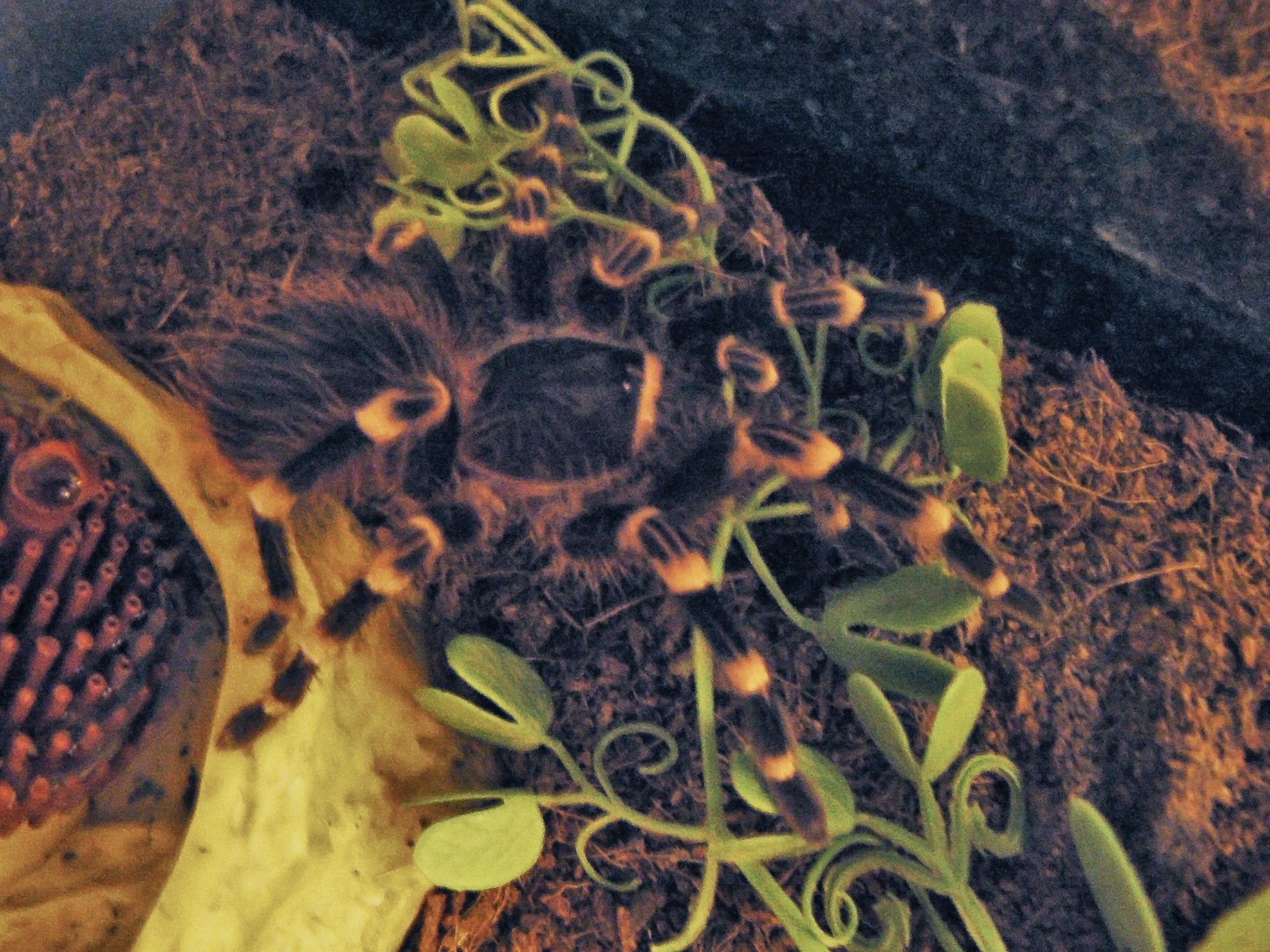 Brasilianische Schwarzweiß-Vogelspinne (Acanthoscurria brocklehursti), typisches Aussehen der Art