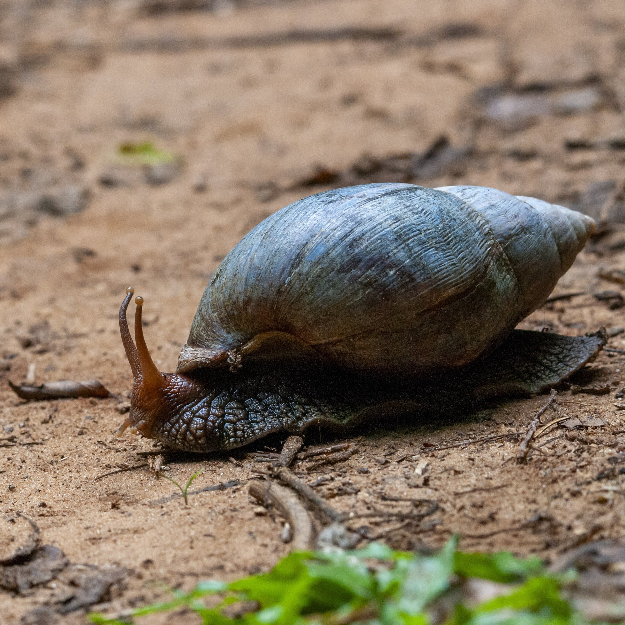 Braune Achatschnecke (Lissachatina immaculata), typisches Aussehen der Art