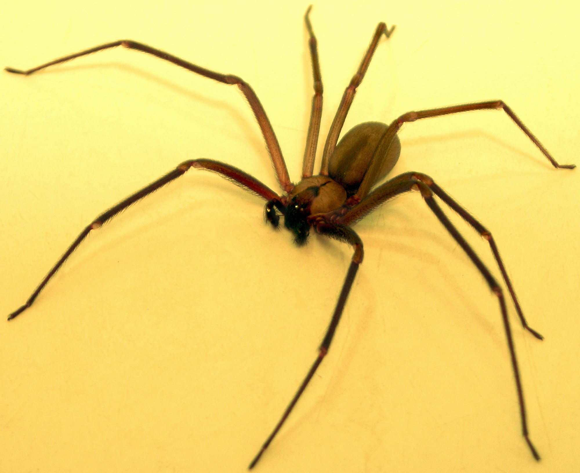 Braune Einsiedlerspinne (Loxosceles reclusa), typisches Aussehen der Art