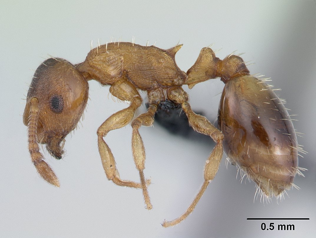 Braune Schmalbrustameise (Temnothorax nylanderi), typisches Aussehen der Art