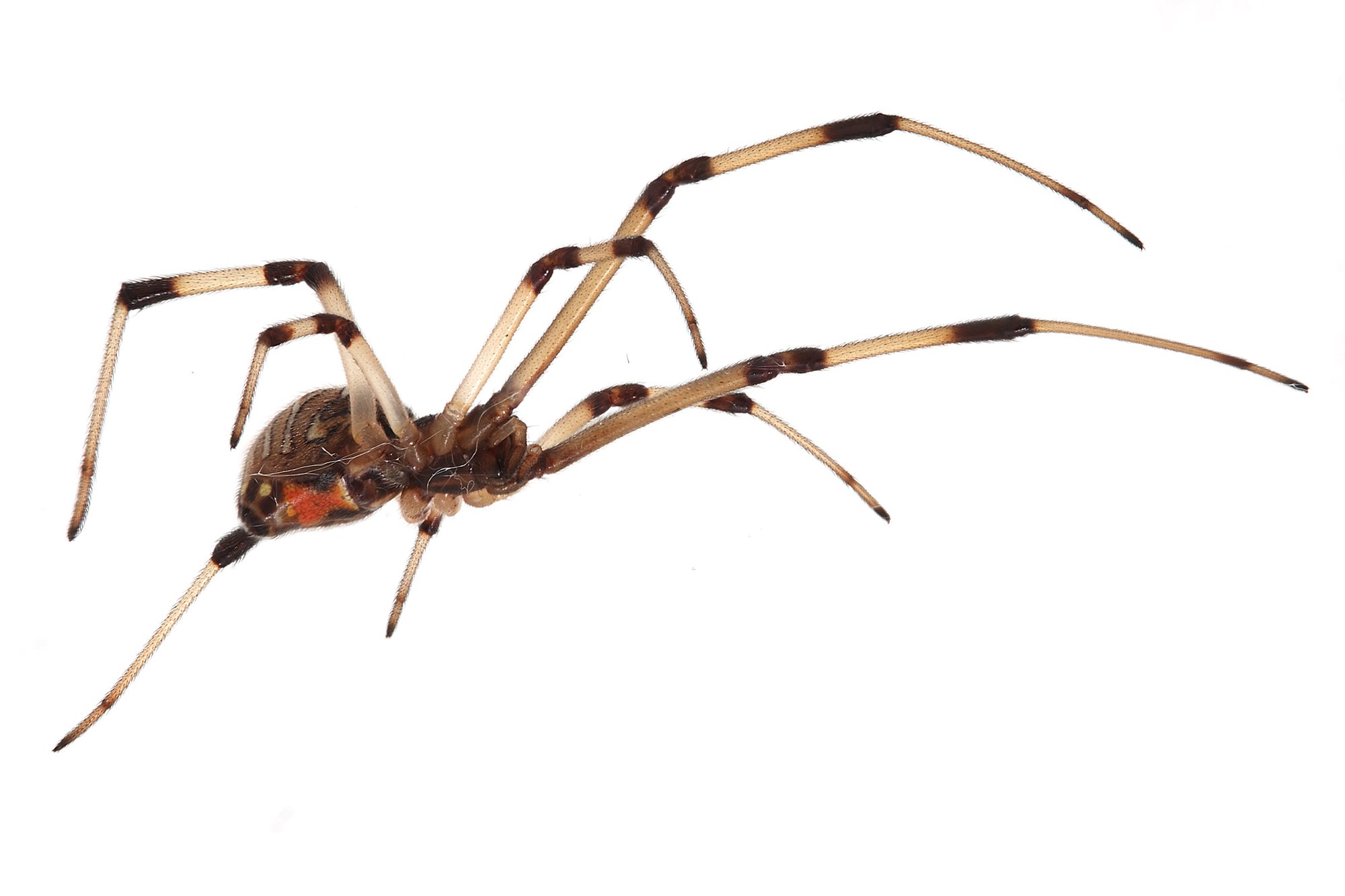 Braune Witwe (Latrodectus geometricus), typisches Aussehen der Art
