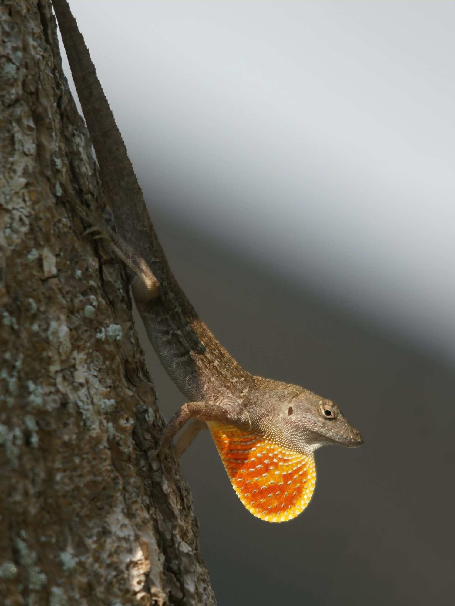 Brauner Anolis (Anolis sagrei), typisches Aussehen der Art
