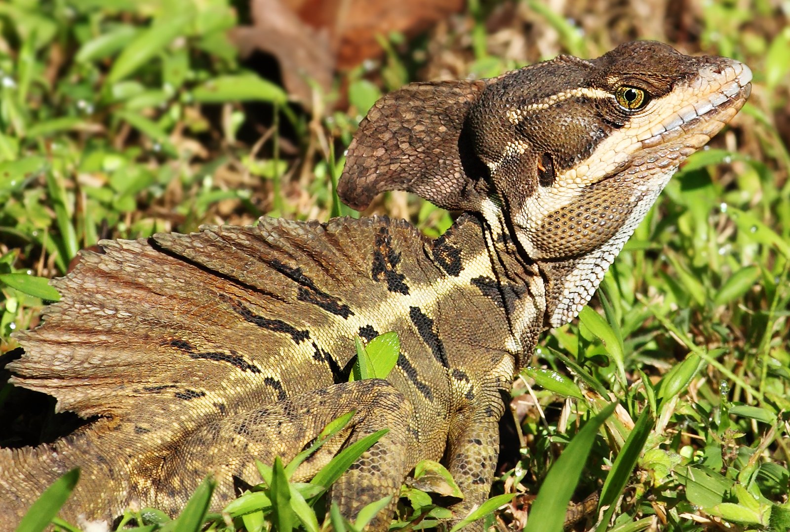 Brauner Basilisk (Basiliscus vittatus), typisches Aussehen der Art