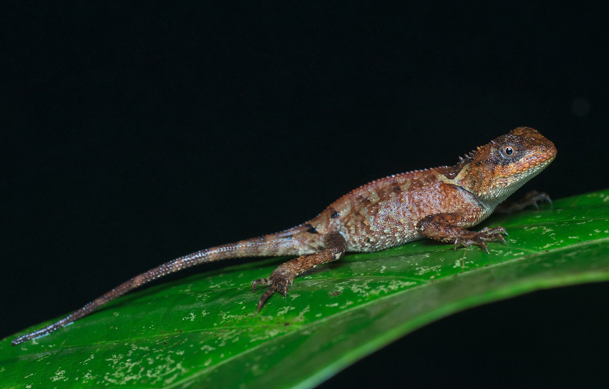 Brauner Nackenstachler (Acanthosaura lepidogaster), typisches Aussehen der Art