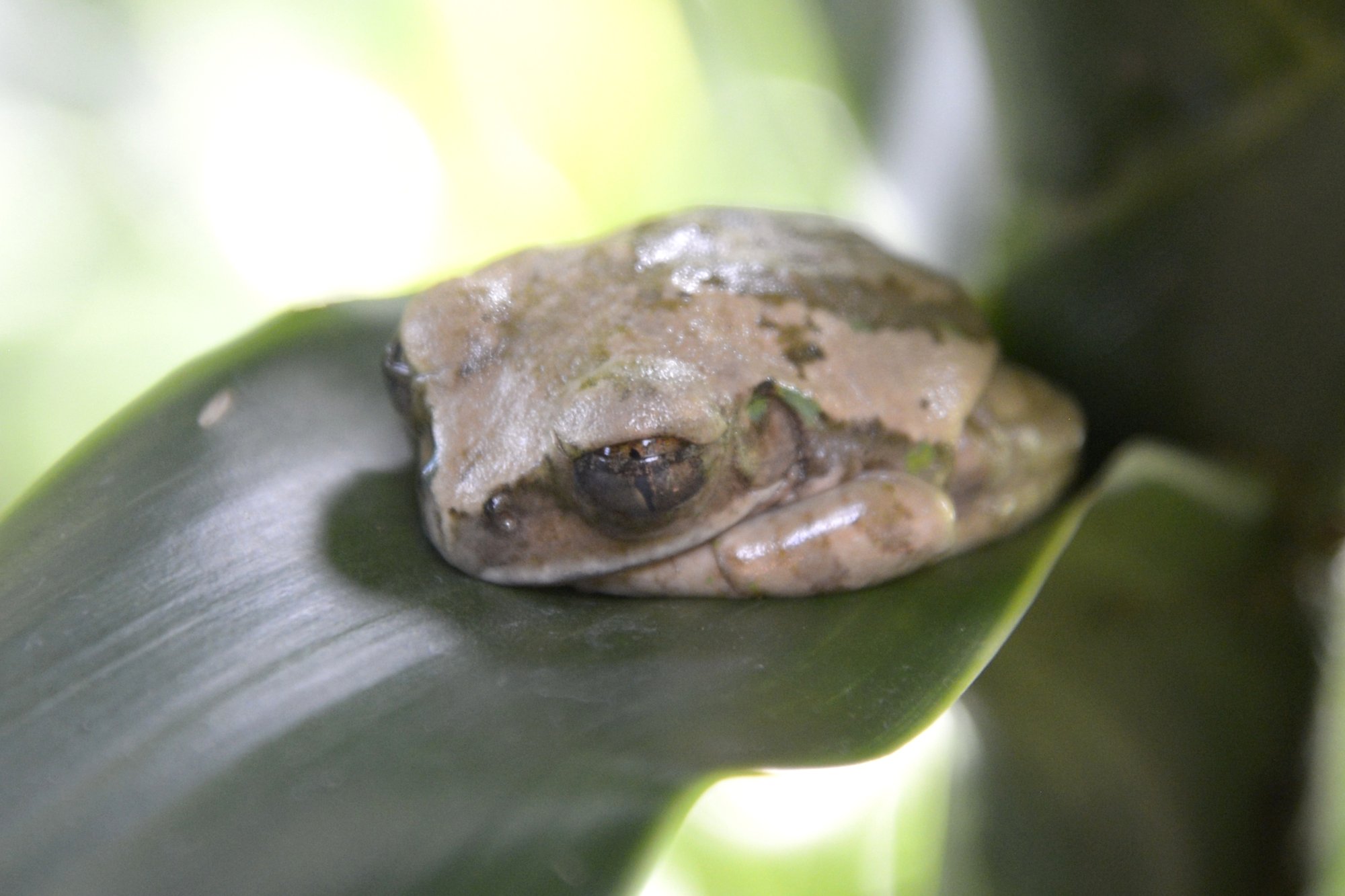 Braunrücken-Baumfrosch (Leptopelis flavomaculatus), typisches Aussehen der Art