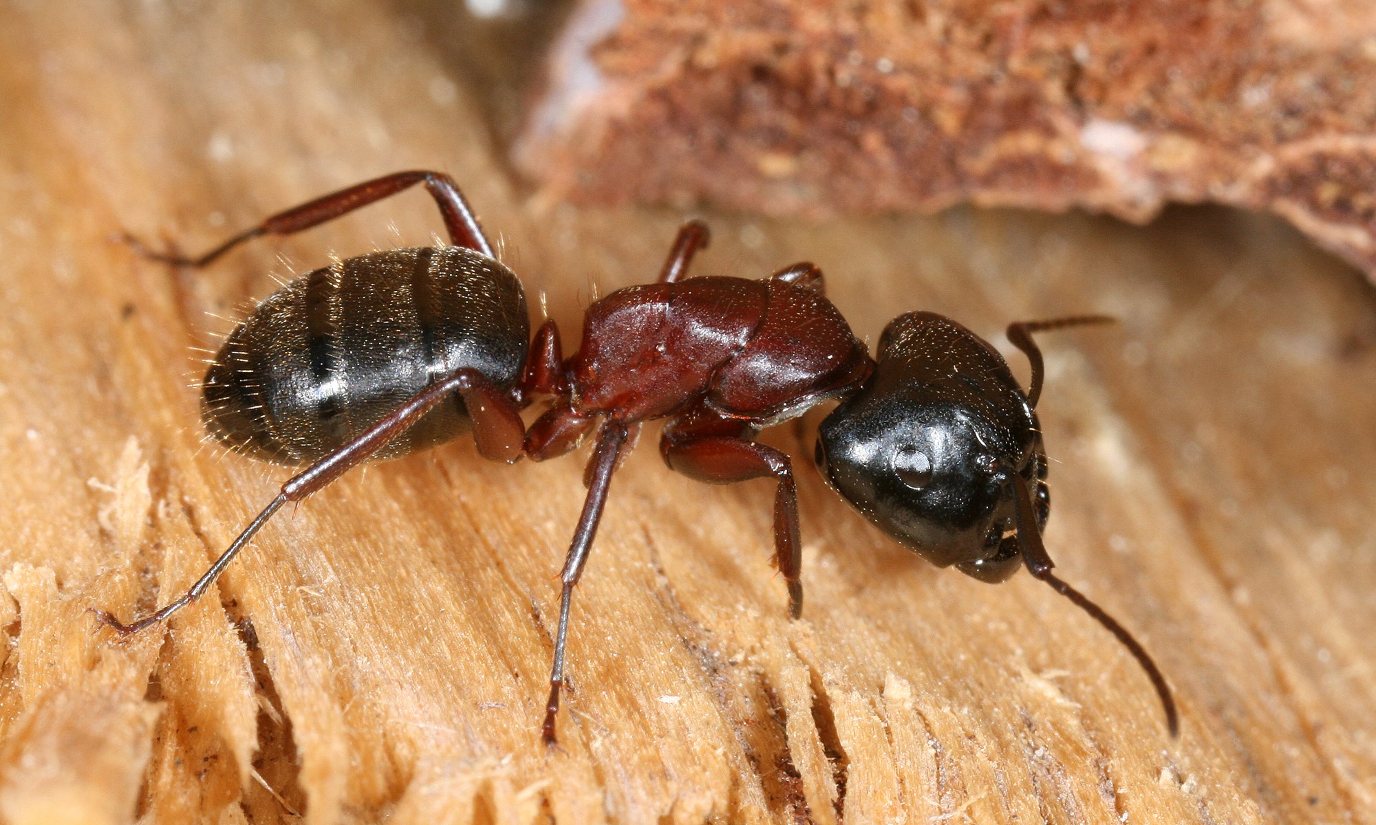 Braunschwarze Rossameise (Camponotus ligniperda), typisches Aussehen der Art