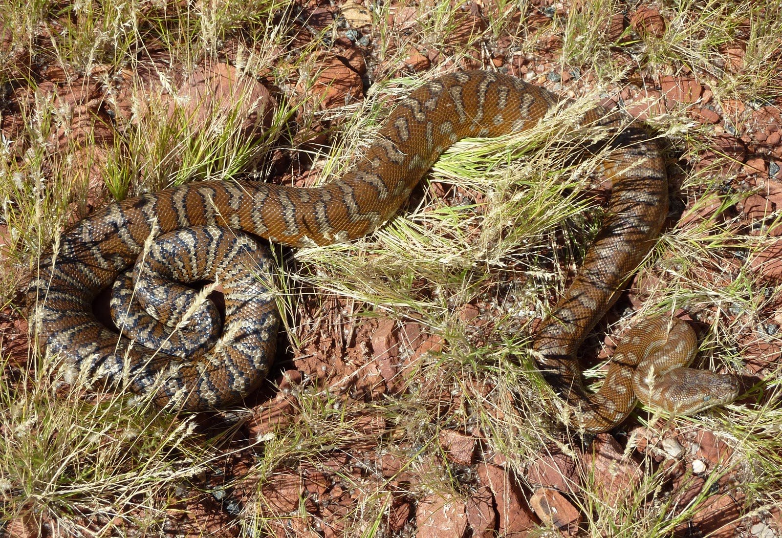 Bredli Python (Morelia bredli), typisches Aussehen der Art