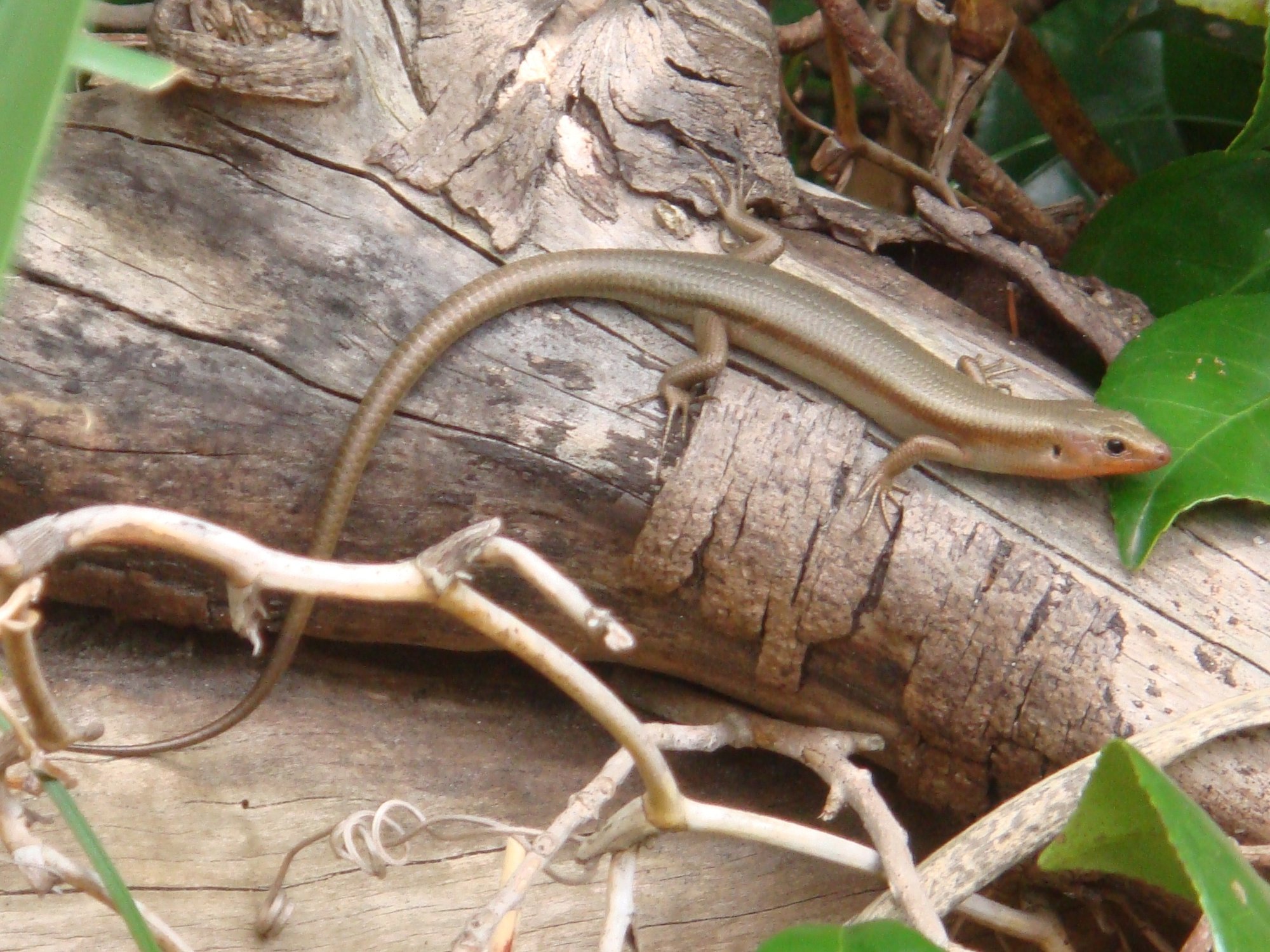 Breitkopfskink (Plestiodon latiscutatus), typisches Aussehen der Art