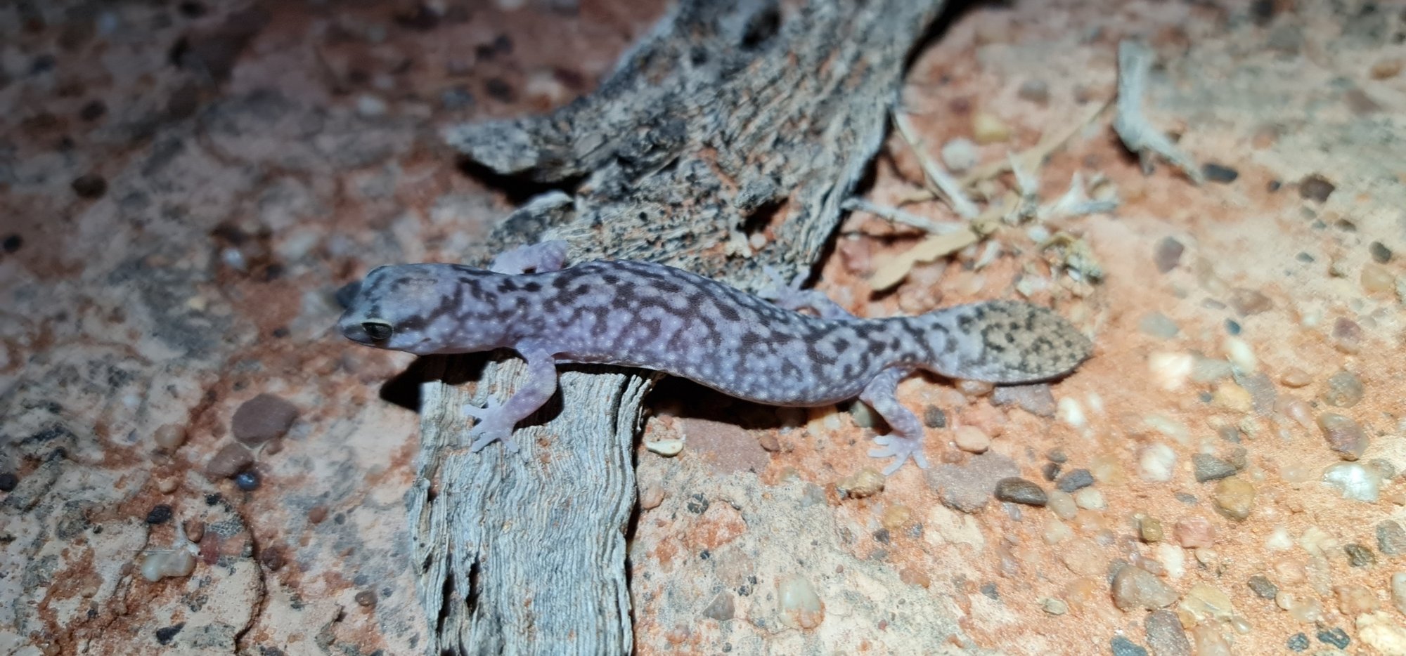 Brillen-Steingecko (Diplodactylus conspicillatus), typisches Aussehen der Art