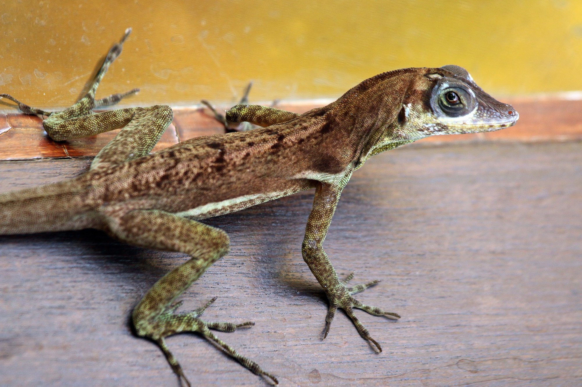 Bronze-Anolis (Anolis aeneus), typisches Aussehen der Art