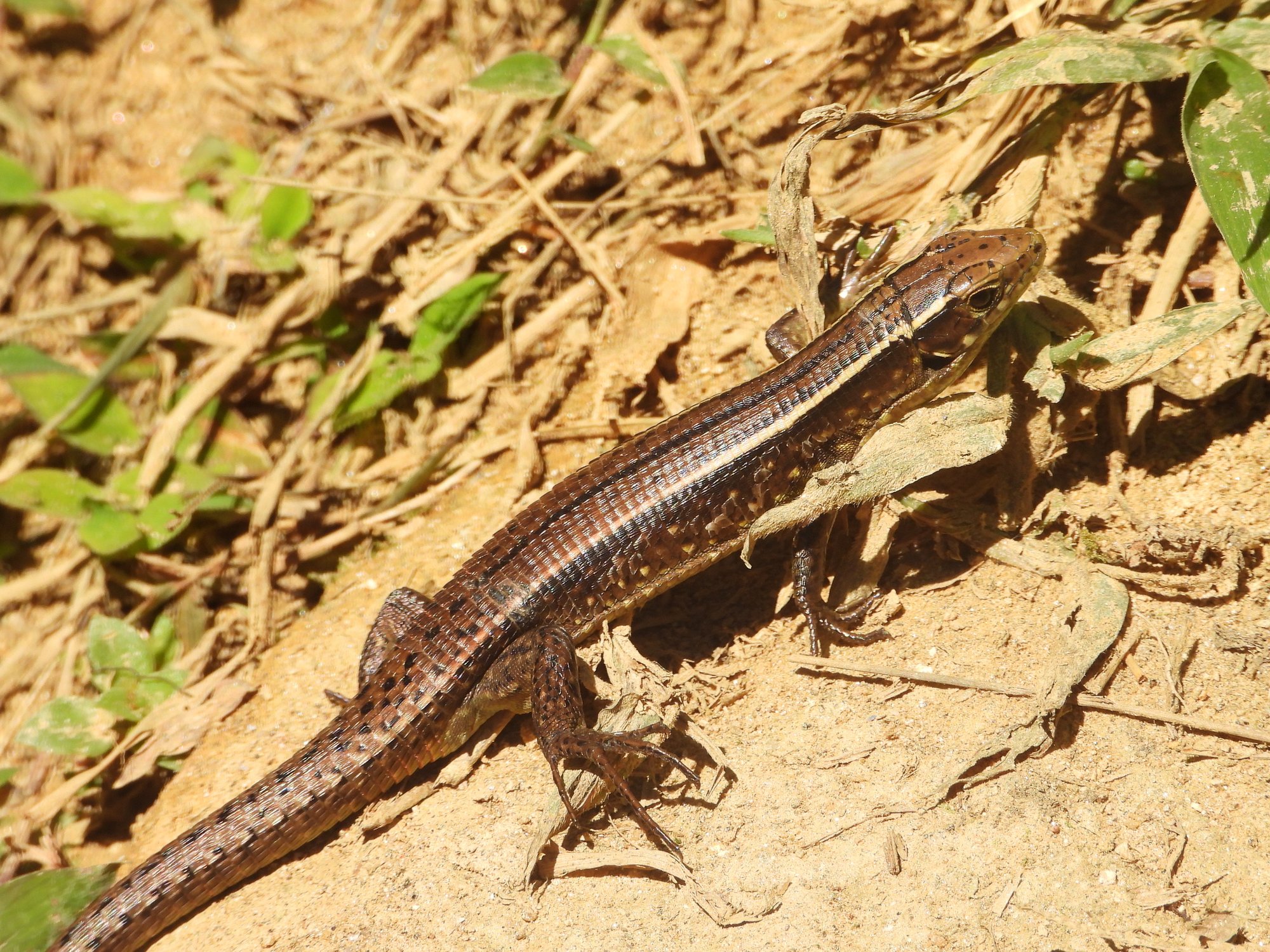 Bronze-Schildechse (Zonosaurus aeneus), typisches Aussehen der Art