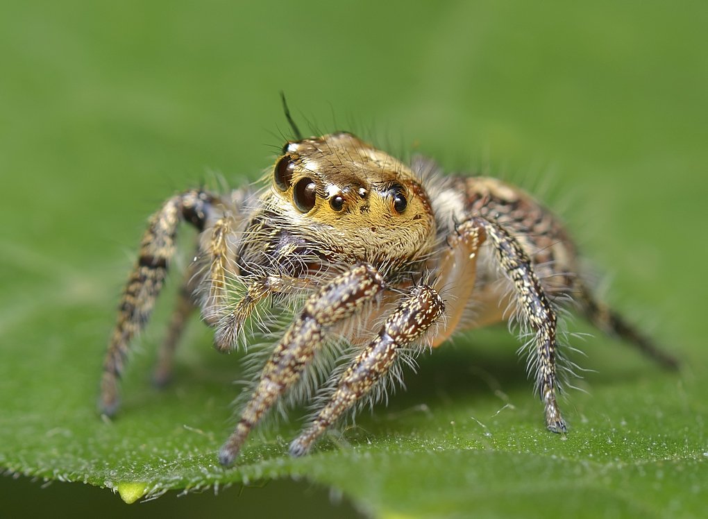 Bronze-Springspinne (Hyllus semicupreus), typisches Aussehen der Art