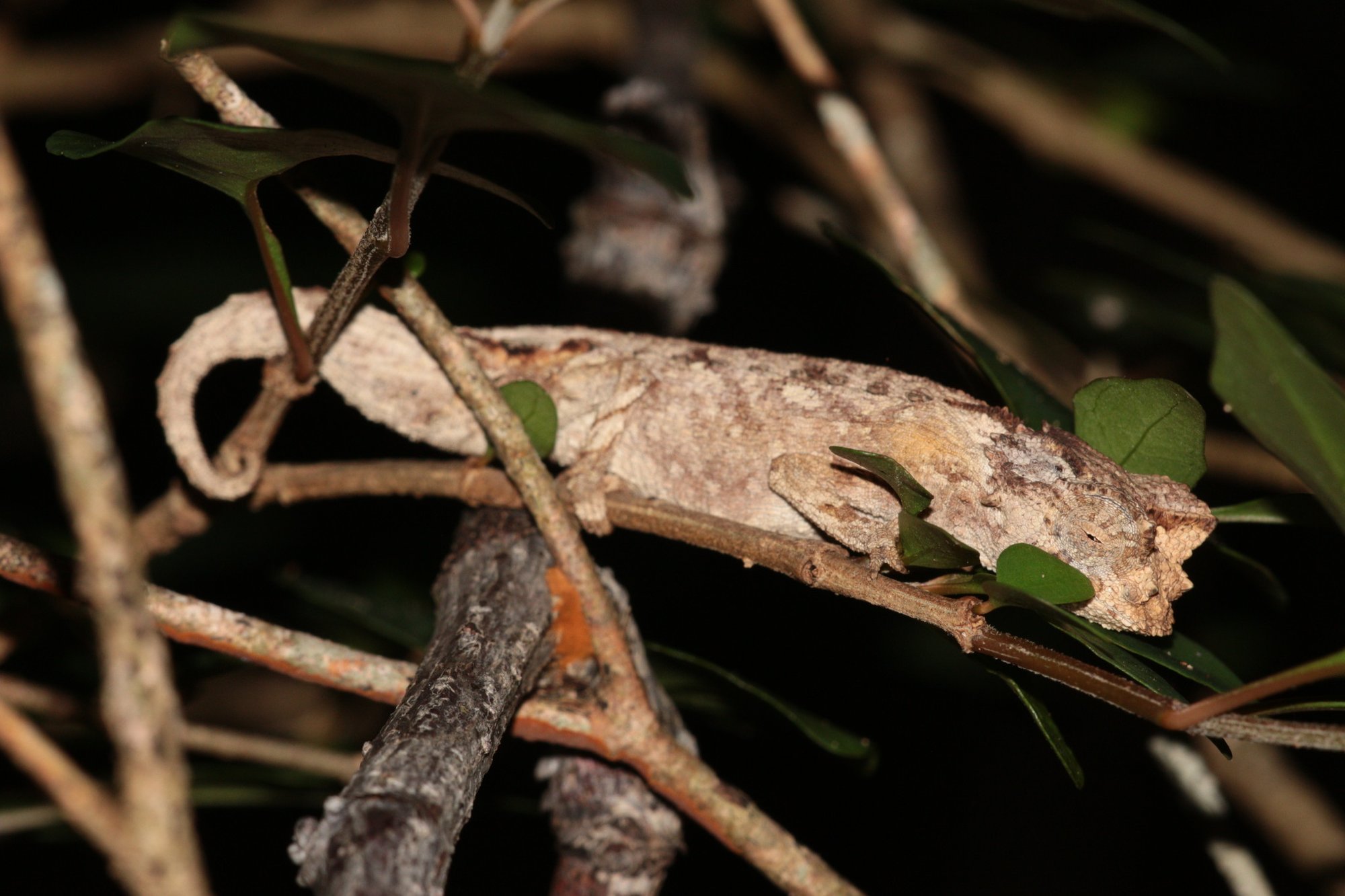 Brygoos Erdchamäleon (Brookesia brygooi), typisches Aussehen der Art