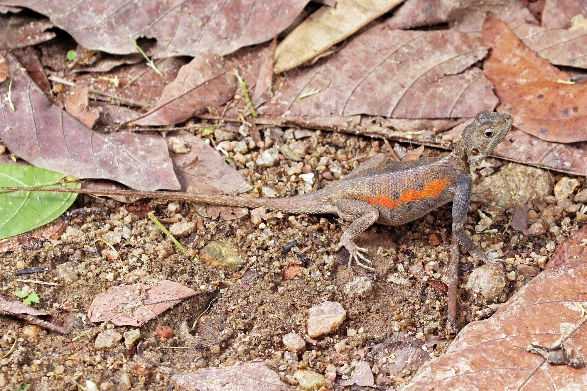 Buntagame – Rotkopf (Agama agama), typisches Aussehen der Art