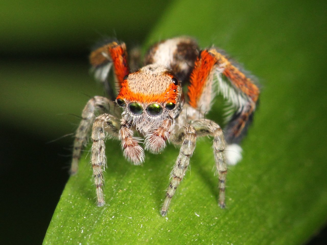 Bunte Pfauenspringspinne (Saitis barbipes), typisches Aussehen der Art