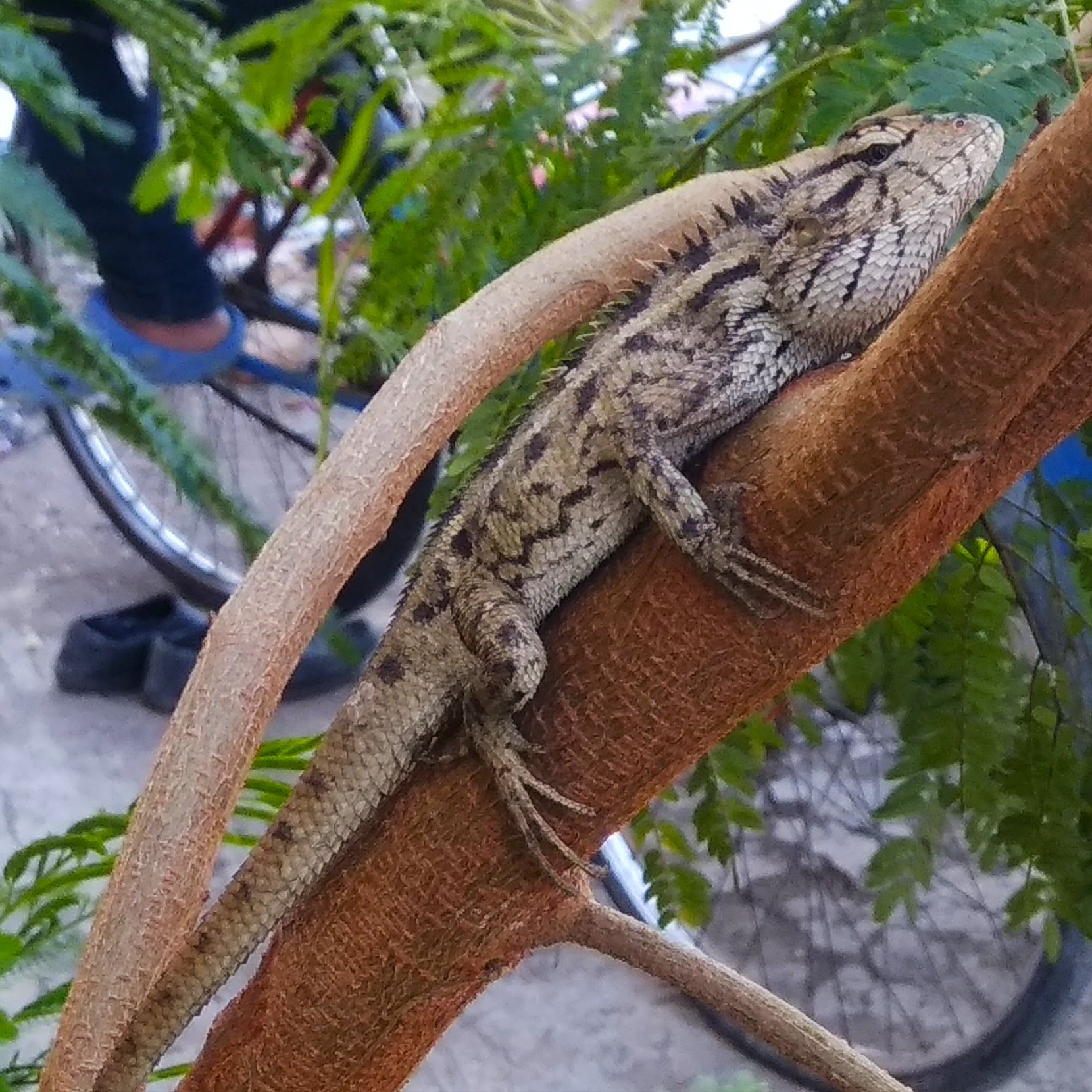 Bunte Schönechse (Calotes versicolor), typisches Aussehen der Art